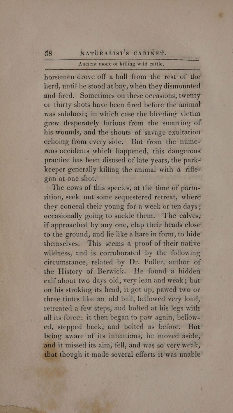 Ancient mode of killing wild cattle. horsemen drove off a bull from the rest of the herd, until he stood at bay, when they dismounted and fired. Sometintes on these occasions, twenty or thirty shots have been fired before the animal was subdued; in which case the bleeding victim grew desperately furious from the smarting of his wounds, and the shouts of savage exultation echoing from every side. But from the nume- yous accidents which happened, this dangerous practice has been disused of late years, the park keeper generally killing the animal with a rifle- gun at one shot. The cows of this species, at the time of partu- rition, seek out some sequestered retreat, where they conceal their young for a week or ten days 3 occasionally going to suckle them. ‘The calves, if approached by any one, clap their heads close to the ground, and lie like a hare in form, to hide themselves. This seems a proof of their native wildness, and is corroborated by the following circumstance, related by Dr. Fuller, author of the History of Berwick. He found a hidden calf about two days old, very lean and weak ; but. on his stroking its head, it got up, pawed two or three times like an old bull, bellowed very loud, retreated a few steps, aud bolted at his legs with all its force: it then began to paw again, bellow- ed, stepped back, and bolted as before. But being aware of its intentions, he moved aside, and it missed its aim, fell, and was so very weak, hat though it made several efforts it was unable