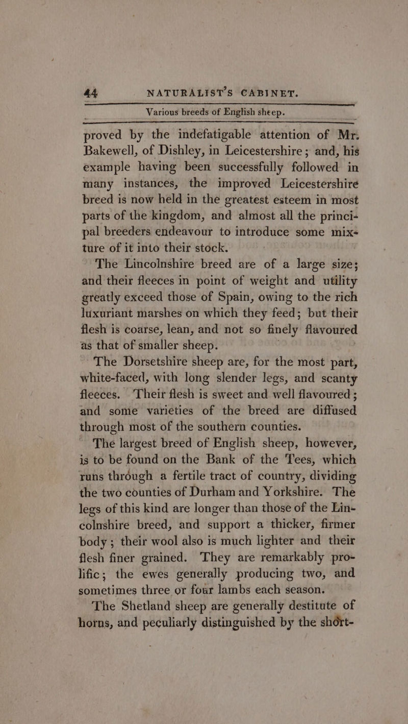 Various breeds of English sheep. proved by the indefatigable attention of Mr. Bakewell, of Dishley, in Leicestershire ; and, his example having been successfully followed in many instances, the improved Leicestershire breed is now held in the greatest esteem in most parts of the kingdom, and almost all the princi- pal breeders endeavour to introduce some mix- ture of it into their stock. The Lincolnshire breed are of a large size; and their fleeces in point of weight and utility greatly exceed those of Spain, owing to the rich luxuriant marshes on which they feed; but their flesh is coarse, lean, and not so finely Advoured as that of smaller sheep. The Dorsetshire sheep are, for the most part, white-faced, with long slender legs, and scanty fleeces. ‘Their flesh is sweet and well flavoured ; and some varieties of the breed are diffused through most of the southern counties. The largest breed of English sheep, however, is to be found on the Bank of the Tees, which runs through a fertile tract of country, dividing the two counties of Durham and Yorkshire. The legs of this kind are longer than those of the Lin- colnshire breed, and support a thicker, firmer body ; their wool also is much lighter and their flesh finer grained. They are remarkably pro- lific; the ewes generally producing two, and sometimes three or four lambs each season. The Shetland sheep are generally destitute of horns, and peculiarly distinguished by the shért-