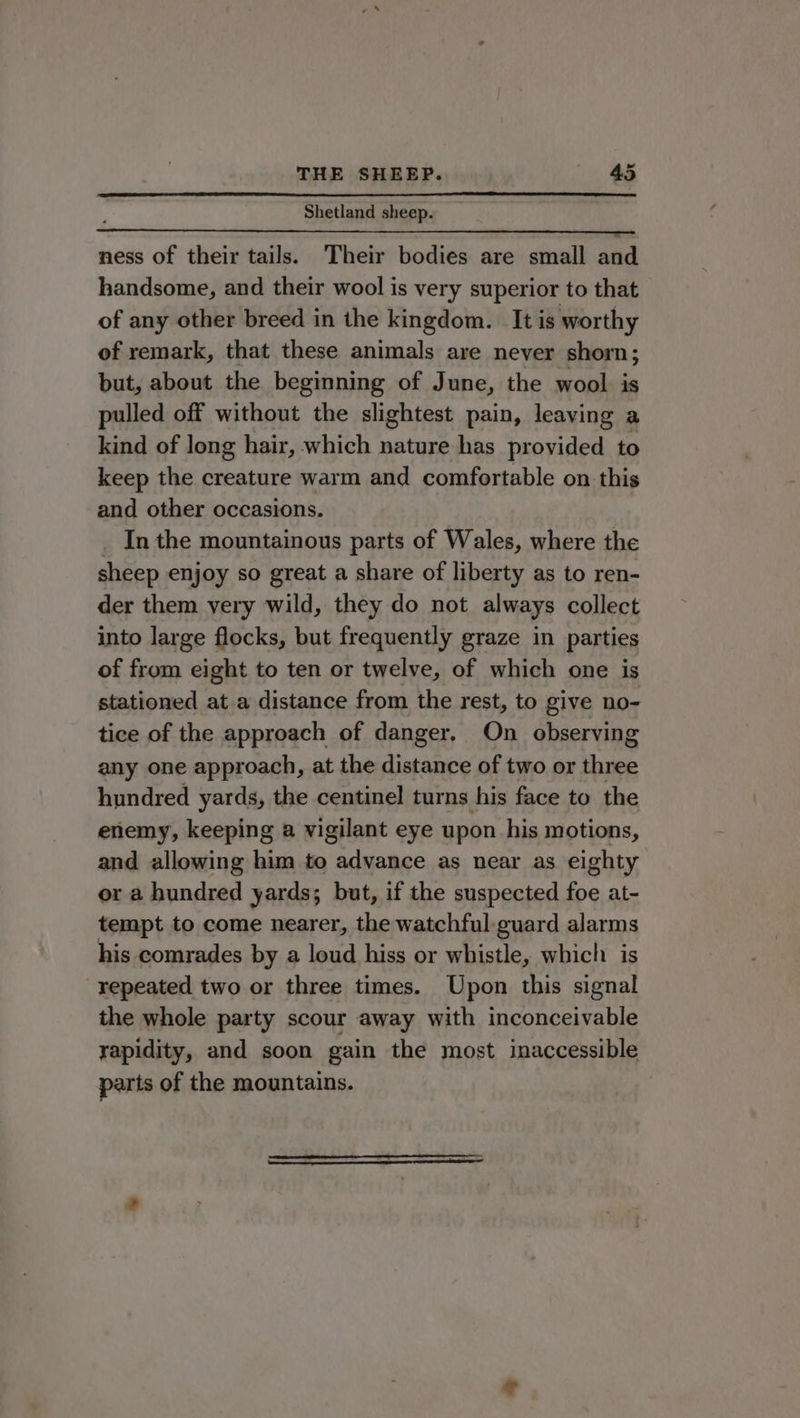 t Shetland sheep. DEEN UIE FE se tego os AM ARM raft 9) ness of their tails. Their bodies are small and handsome, and their wool is very superior to that of any other breed in the kingdom. It is worthy of remark, that these animals are never shorn; but, about the beginning of June, the wool is pulled off without the slightest pain, leaving a kind of long hair, which nature has provided to keep the creature warm and comfortable on this and other occasions. _ In the mountainous parts of Wales, where the sheep enjoy so great a share of liberty as to ren- der them very wild, they do not always collect into large flocks, but frequently graze in parties of from eight to ten or twelve, of which one is stationed at a distance from the rest, to give no- tice of the approach of danger. On observing any one approach, at the distance of two or Ries hundred yards, the centinel turns his face to the enemy, keeping a vigilant eye upon his motions, and allowing him to advance as near as eighty or a hundred yards; but, if the suspected foe at- tempt to come nearer, the watchful guard alarms his comrades by a loud hiss or whistle, which is repeated two or three times. Upon this signal the whole party scour away with inconceivable rapidity, and soon gain the most inaccessible parts of the mountains.