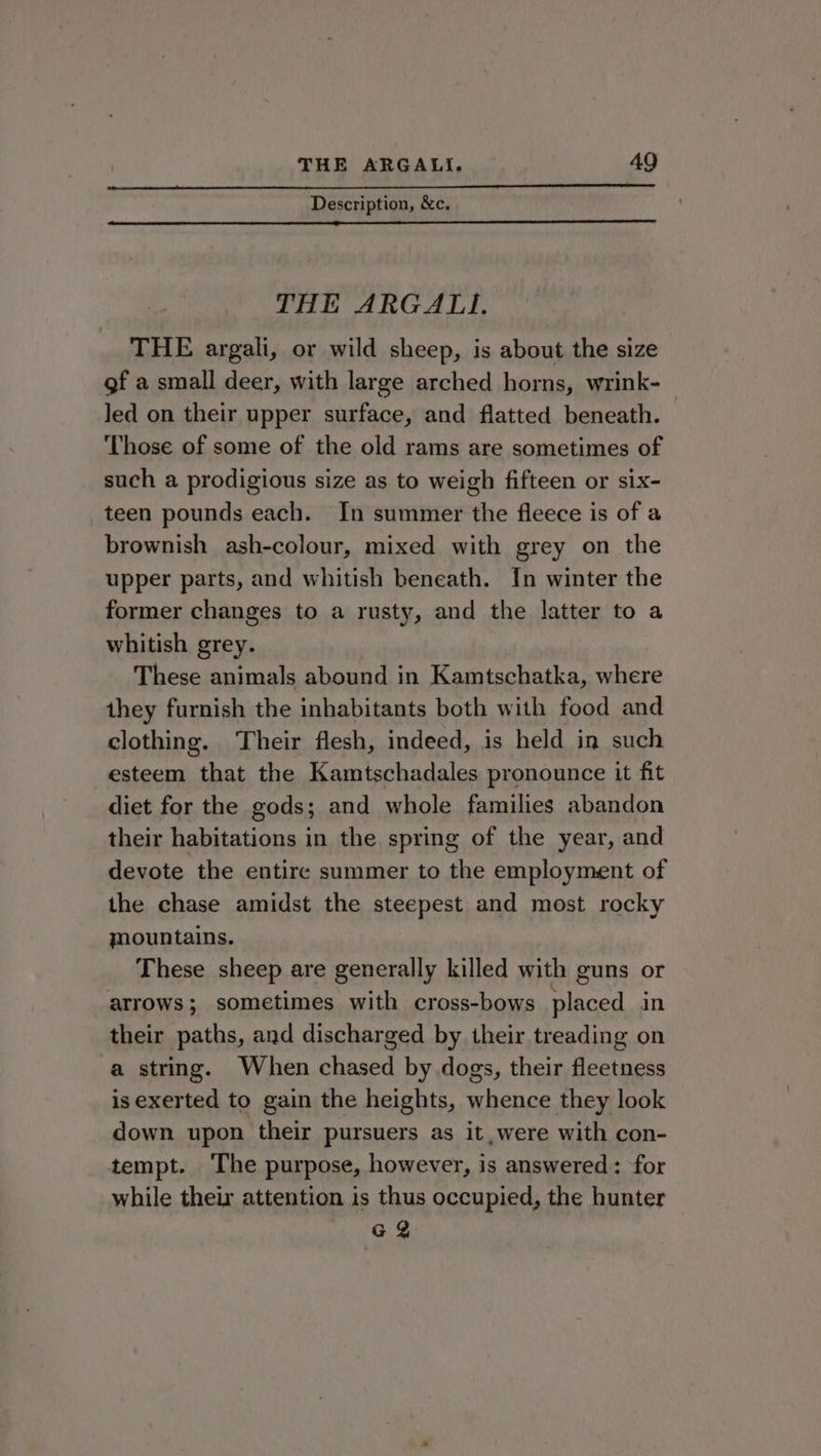 Description, &amp;c. THE ARGATLI, THE argali, or wild sheep, is about the size of a small deer, with large arched horns, wrink- Jed on their upper surface, and flatted beneath. ‘Those of some of the old rams are sometimes of such a prodigious size as to weigh fifteen or six- teen pounds each. In summer the fleece is of a brownish ash-colour, mixed with grey on the upper parts, and whitish beneath. In winter the former changes to a rusty, and the latter to a whitish grey. These animals abound in Kamtschatka, where they furnish the inhabitants both with food and clothing. Their flesh, indeed, is held in such esteem that the Kamtschadales pronounce it fit diet for the gods; and whole families abandon their habitations in the spring of the year, and devote the entire summer to the employment of the chase amidst the steepest and most rocky mountains. These sheep are generally killed with guns or arrows; sometimes with cross-bows placed in their paths, and discharged by their treading on a string. When chased by dogs, their fleetness is exerted to gain the heights, whence they look down upon their pursuers as it, were with con- tempt. The purpose, however, is answered: for while their attention is thus occupied, the hunter Gg