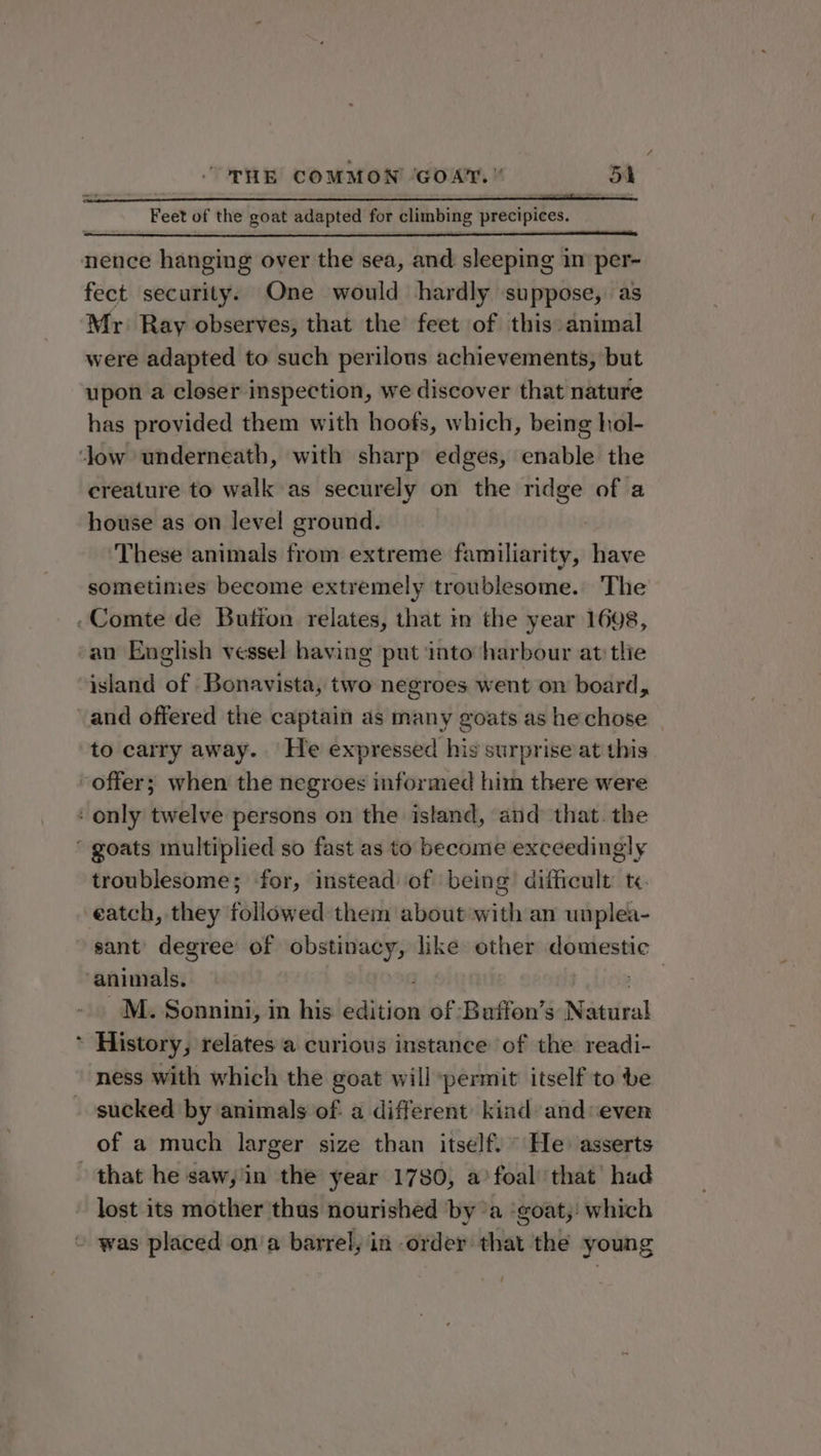 “THE COMMON GOAT. 54 Feet of the goat adapted for climbing precipices. nence hanging over the sea, and sleeping im per- fect security. One would hardly suppose, as Mr Ray observes, that the feet of this: animal were adapted to such perilous achievements, but upon a closer inspection, we discover that nature has provided them with hoofs, which, being hol- ‘low underneath, with sharp edges, enable the creature to walk as securely on the ridge of a house as on level ground. These animals from extreme familiarity, have sometimes become extremely troublesome. The -Comte de Bution relates, that in the year 1608, an English vessel having put into harbour at tlie island of Bonavista, two negroes went on board, and offered the captain as many goats as he chose _ to carry away. He expressed his surprise at this offer; when the negroes informed him there were : only twelve persons on the island, and that. the ‘ goats multiplied so fast as to become exceedingly troublesome; for, instead of being difficult t. eatch, they followed them about with an unplea- ~ sant degree of obstinacy, like other domestic animals, M. Sonnini, in his. biditicn of -Bufton’s Neariral * History, relates a curious instance of the readi- ness with which the goat will ‘permit itself to be sucked by animals of a different: kind and‘even of a much larger size than itself. * He asserts - that he saw,'in the year 1780, a’ foal’ that’ had lost its mother thus nourished ‘by ’a ‘goat, which was placed on'a barrel, in order that the young