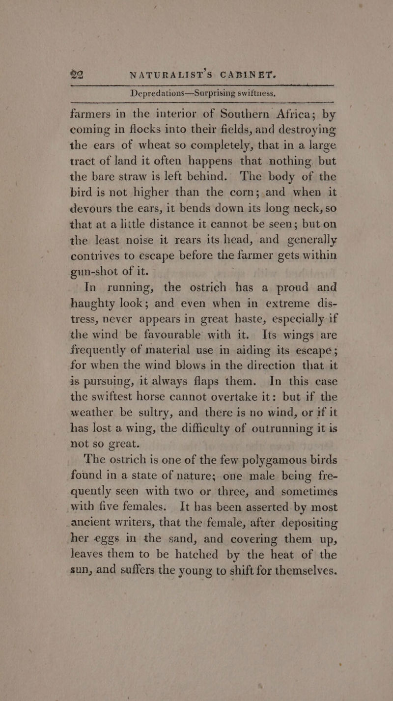 Depredations—Surprising swiftness, farmers in the interior of Southern Africa; by coming in flocks into their fields, and destroying the ears of wheat so completely, that in a large tract of land it often happens that nothing. but the bare straw is left behind. The body of the bird is not higher than the corn;.and when it devours the ears, it bends down its long neck, so that at a little distance it cannot be seen; but on the least noise it rears its head, and generally contrives to escape before the farmer gets within gun-shot of it. In running, the ostrich has a proud and haughty look; and even when in extreme dis- tress, never appears in great haste, especially if the wind be favourable with it. Its wings are frequently of material use in aiding its escape; for when the wind blows in the direction that it is pursuing, it always flaps them. In this case the swiftest horse cannot overtake it: but if the weather be sultry, and there is no wind, or if it has lost a wing, the difficulty of outrunning it is not so great. The ostrich is one of the few polygamous birds found in a state of nature; one male being fre- quently seen with two or three, and sometimes with five females. It has been asserted by most _ancient writers, that the female, after depositing her eggs in the sand, and covering them up, leaves them to be hatched by the heat of the sun, and suffers the young to shift for themselves.