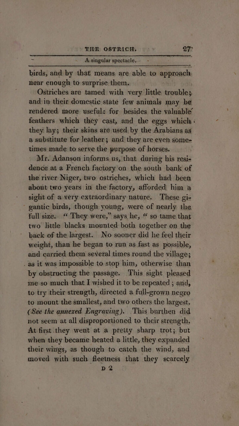 THE OSTRICH. =: 27° zs ~ he singular spectacle. birds, and by that means are able to approach near enough to surprise them. Ostriches are tamed with very little troubles &gt; and in their domestic state few animals may be a substitute for leather; and they are even some- times made to serve the purpose of horses. Mr. Adanson informs us, that during his resi- dence at a French factory on the south bank of the river Niger, two ostriches, which had been about two years in the factory, afforded him a sight of a very extraordinary nature. ‘These gi- ~ gantic birds, though young, were of nearly the full size. “ They were,” says he, “ so tame that two little blacks mounted both together on the back of the largest. No sooner did he feel their weight, than he began to run as fast as possible, and carried them several times round the village; . as it was impossible to stop him, otherwise than by obstructing the passage. This sight pleased to try their strength, directed a full-grown negro to mount the smallest, and two others the largest. (See the annexed Engraving). This burthen did not seem at all disproportioned to their strength, At first they went at a pretty sharp trot; but when they became heated a little, they expanded their wings, as though to catch the wind, and moved with such fleetness that they scarcely DG 2% :