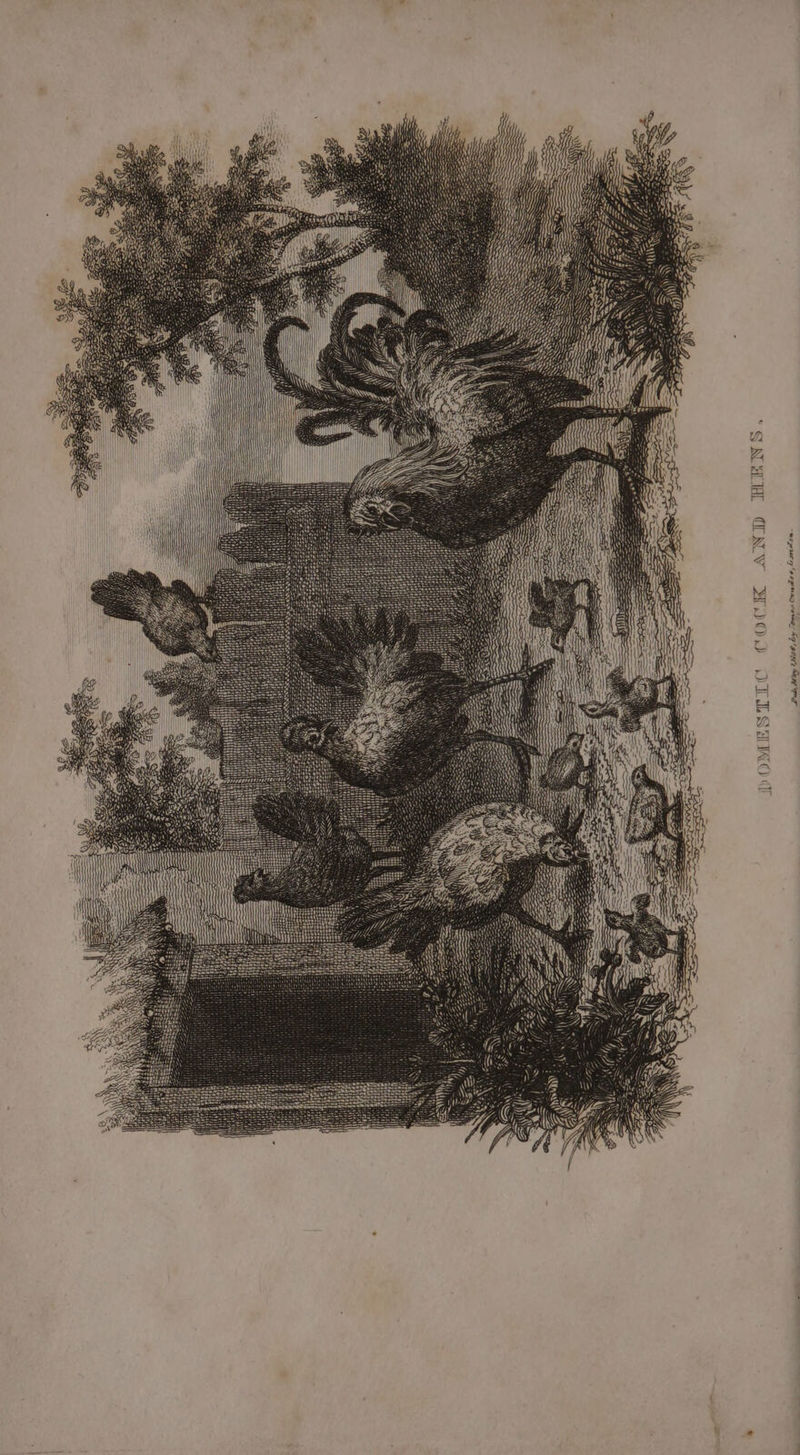 iy ay) yi vf, i LEST, yf) YY We yp /| / A i yy iY yas WS. x JHE. NID A 4 2 \ = 5) &lt; ie SS Sa re = i BON. |G Hy Nava KES i : tL ia Ni Cundee, SonaZon ose by Pubs, May 12808,