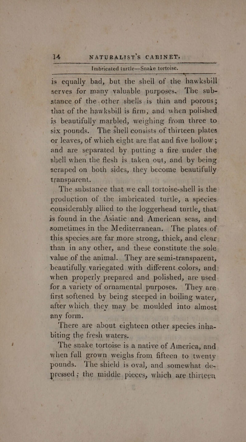Imbricated turtle—Snake tortoise. aS) i SA MORN a sa Pe 3 ES ISLE is equally bad, but the shell of the hawksbill serves for many valuable purposes. The sub- stance of the.other shells.is thin and porous; that of the hawksbill is frm, and when polished is beautifully marbled, weighing from three to six pounds. The shell consists of thirteen plates or leaves, of which eight are flat and five hollow ; and are separated by putting a fire under the shell when the flesh Is taken out, and by being scraped on both sides, they become beautifully transparent, The substance that we call tortoise-shell is the production of the imbricated turtle, a species considerably allied to the loggerhead turtle, that is found in the Asiatic and American seas, and sometimes in the Mediterranean. ‘The plates of this species are far more strong, thick, and clear than in any other, and these constitute the sole value of the animal. They are semi-transparent, beautifully variegated with different colors, and: when properly prepared and polished, are used for a variety of ornamental purposes. They are first softened by being steeped in boiling water, after which they may be moulded into almost any form. There are about eighteen other species inha- biting the fresh waters. The snake tortoise is a native of America, and when full grown weighs from fifteen to twenty pounds. ‘The shield is oval, and somewhat de- pressed ; the middle pieces, which are thirteen