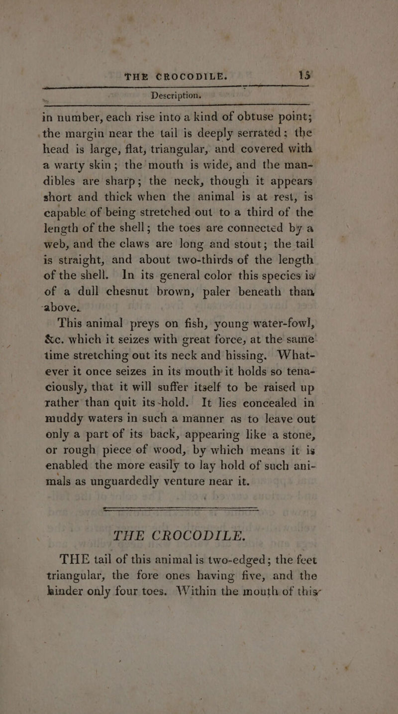 a AE LL LL Se : Description. in number, each rise into a kind of obtuse point; the margin near the tail is deeply serrated; the head is large, flat, triangular, and covered with a warty skin; the mouth is wide, and the man- dibles are sharp; the neck, though it appears short and thick when the animal is at rest, is capable of being stretched out to a third of the length of the shell; the toes are connected by a web, and the claws are long and stout; the tail is straight, and about two-thirds of the length of the shell. In its general color this species iv of a dull chesnut brown, paler beneath than ‘above. This animal preys on fish, young water-fow]l, &amp;c. which it seizes with great force, at the same time stretching out its neck and hissing. What- ever it once seizes in its mouthit holds so tena- ciously, that it will suffer itself to be raised up rather than quit its-hold. It lies concealed in - muddy waters in such a manner as to leave out only a part of its back, appearing like a stone, or rough piece of wood, by which means it is enabled the more easily to lay hold of such ani- mals as unguardedly venture near it. THE CROCODILE, THE tail of this animal is two-edged; the feet triangular, the fore ones having five, and the hinder only four toes. Within the mouth of this