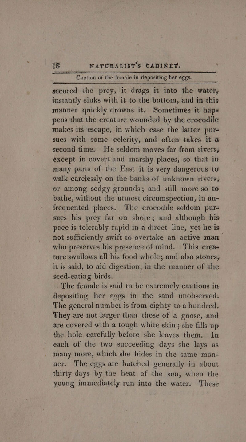 — ~ ~&lt; Caution of the female in depositing her eggs. secured the prey, it drags it into the water, instantly sinks with it to the bottom, and in this manner quickly drowns it. Sometimes it hap- pens that the creature wounded by the crocodile makes its escape, in which case the latter pur- sues with some celerity, and often takes it @ second time. He seldom moves far from rivers, except in covert and marshy places, so that in many parts of the East it is very dangerous to walk carelessly on the banks of unknown rivers, or among sedgy grounds; and still more so to bathe, without the utmost cireumspection, in un- frequented places. The crocodile seldom pur- sues his prey far on shore; and although his pace is tolerably rapid in a direct line, yet he is not sufficiently swift to overtake an active man who preserves his presence of mind. ‘This crea- ture swallows all his food whole; and also stones, it is said, to aid digestion, in the manner of the seed-eating birds. | The female is said to be extremely cautious in depositing her eggs in the sand unobserved. The general number is from eighty to a hundred. They are not larger than those of a goose,.and are covered with a tough white skin; she fills up the hole carefully before she leaves them. In each of the two succeeding days she lays as many more, which she hides in the same man- ner. The eggs are hatched generally in about thirty days by the heat of the sun, when the young immediately run into the water. ‘These
