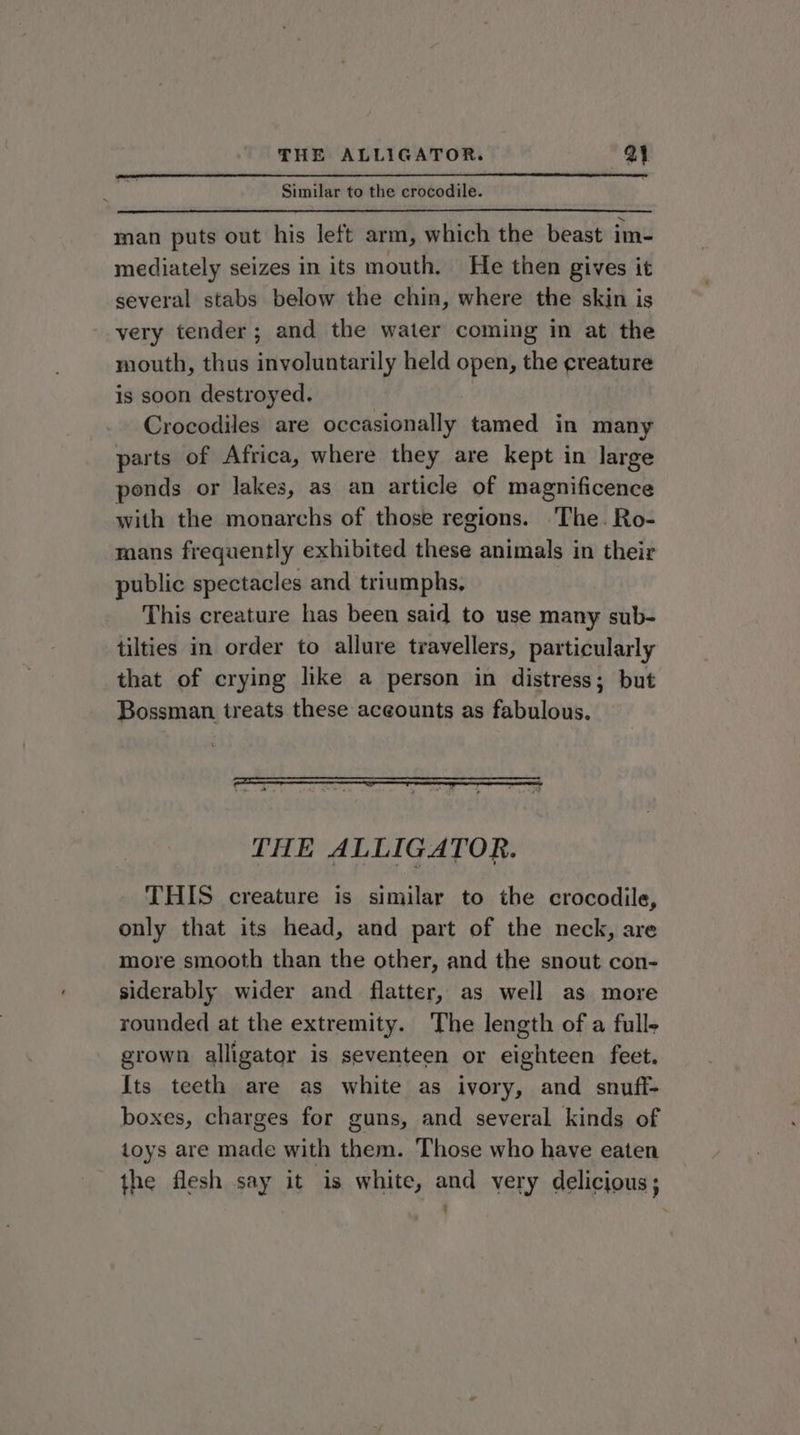 Similar to the crocodile. man puts out his left arm, which the beast im- mediately seizes in its mouth. He then gives it several stabs below the chin, where the skin is very tender; and the water coming in at the mouth, thus involuntarily held open, the creature is soon destroyed. Crocodiles are occasionally tamed in many parts of Africa, where they are kept in large ponds or lakes, as an article of magnificence with the monarchs of those regions. The. Ro- mans frequently exhibited these animals in their public spectacles and triumphs, This creature has been said to use many sub- tilties in order to allure travellers, particularly that of crying like a person in distress; but Bossman treats these accounts as fabulous. THE ALLIGATOR. THIS creature is similar to the crocodile, only that its head, and part of the neck, are more smooth than the other, and the snout con- siderably wider and flatter, as well as more rounded at the extremity. The length of a full- grown alligator is seventeen or eighteen feet. Its teeth are as white as ivory, and snuff- boxes, charges for guns, and several kinds of toys are made with them. Those who have eaten the flesh say it is white, and very delicious;