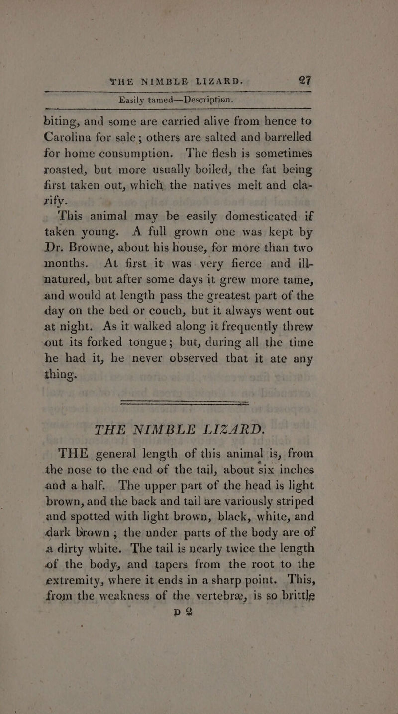 Easily tamed—Description. biting, and some are carried alive from hence to Carolina for sale; others are salted and barrelled for home consumption. The flesh is sometimes roasted, but more usually boiled, the fat being first taken out, which the natives melt and cla- rify. This animal may be easily domesticated: if taken. young. A full grown one was kept by Dr. Browne, about his house, for more than two months. At first it was very fierce and ill- natured, but after some days it grew more tame, and would at length pass the greatest part of the day on the bed or couch, but it always went out at night. As it walked along it frequently threw out its forked tongue; but, curing all the time he had it, he never observed that it ate any thing. THE NIMBLE LIZARD. THE general length of this animal is, from the nose to the end of the tail, about six inches and ahalf. The upper part ef the head is light brown, and the back and tail are variously striped and spotted with light brown, black, white, and dark brawn ; the under parts of the body are of a dirty white. The tail is nearly twice the length of the body, and tapers from the root to the extremity, where it ends in asharp point. This, from the weakness of the vertebra, is so brittle D2