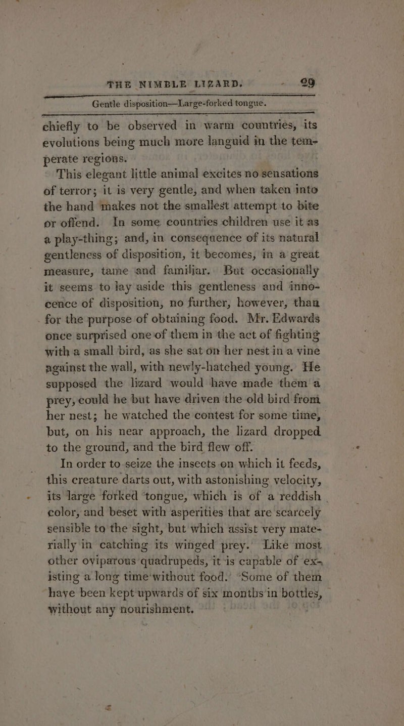 Gentle disposition—Large-forked tongue. chiefly to be observed in warm countries, its evolutions being much more languid in the tem- perate regions. | This elegant little animal excites no sensations of terror; it is very gentle, and when taken into the hand makes not the smallest attempt to bite or offend. In some countries children use it as a play-thing; and, in consequence of its natural gentleness of disposition, 1t becomes, in a great measure, tame and familiar. But occasionally it seems to lay aside this gentleness and inno- cence of disposition, no further, however, than . for the purpose of obtaining food. Mr. Edwards once surprised one of them in the act of fighting with a small bird, as she sat on her nest in a vine against the wall, with newly-hatched young. He supposed the lizard would have made them a prey; could he but have driven the old bird from her nest; he watched the contest for some time, but, on his near approach, the lizard dropped. to the ground, and the bird flew off. In order to seize the insects on which it feeds, this creature darts out, with astonishing velocity, its large forked tongue, which is of a reddish | color, and beset with asperities that are scarcely sensible to the sight, but which assist very mate- rially in catching its winged prey.’ Like most other oviparous quadrupeds, it is capable of ex- isting a long time'without food.’ “Some of them Haye! been kept upwards of six months in bottles, — without any nourishment. ay