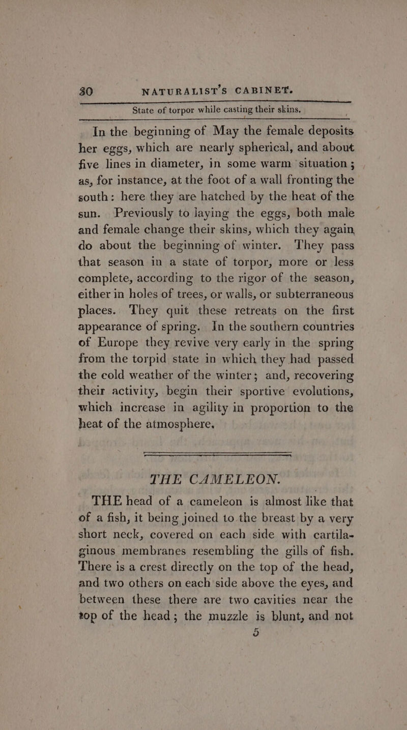 State of torpor while casting their skins, In the beginning of May the female deposits her eggs, which are nearly spherical, and about five lines in diameter, in some warm situation ; as, for instance, at the foot of a wall fronting the south: here they are hatched by the heat of the sun. Previously to laying the eggs, both male and female change their skins, which they again, do about the beginning of winter. They pass that season in a state of torpor, more or less complete, according to the rigor of the season, either in holes of trees, or walls, or subterraneous places. They quit these retreats on the first appearance of spring. In the southern countries of Europe they revive very early in the spring from the torpid state in which they had passed the cold weather of the winter; and, recovering their activity, begin their sportive evolutions, which increase in agility in proportion to the heat of the atmosphere, THE CAMELEON. THE head of a cameleon is almost like that of a fish, it being joined to the breast by a very short neck, covered on each side with cartila- ginous membranes resembling the gills of fish. There is a crest directly on the top of the head, and two others on each side above the eyes, and between these there are two cavities near the top of the head; the muzzle is blunt, and not o