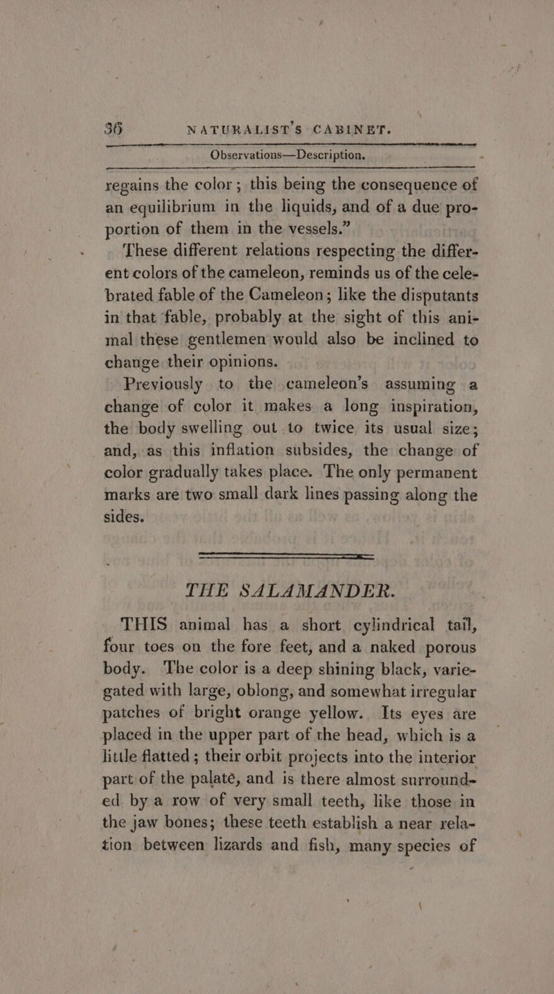 Observations—Description, . : regains the color ; this being the consequence of an equilibrium in the liquids, and of a due pro- portion of them in the vessels.” These different relations respecting the differ- ent colors of the cameleon, reminds us of the cele- brated fable of the Cameleon; like the disputants in that fable, probably at the sight of this ani- mal these gentlemen would also be inclined to change their opinions. Previously to the cameleon’s assuming a change of color it makes a long inspiration, the body swelling out.to twice its usual size; and, as this inflation subsides, the change of color gradually takes place. The only permanent marks are two small dark lines passing along the sides. Nea tgesemacrpveneseseeran great eae eee THE SALAMANDER. THIS animal has a short cylindrical tail, four toes on the fore feet, and a naked porous body. ‘The color is a deep shining black, varie- gated with large, oblong, and somewhat irregular patches of bright orange yellow. Its eyes are placed in the upper part of the head, which is a — jittle flatted ; their orbit projects into the interior part of the palaté, and is there almost surround- ed. by a row of very small teeth, like those in the jaw bones; these teeth establish a near rela- tion between lizards and fish, many species of