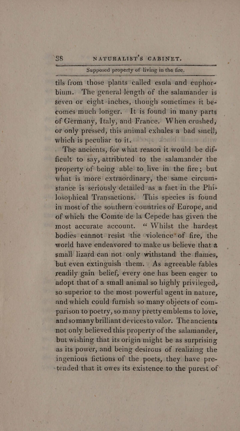 Supposed property of living in the fire. tils from those plants ‘called esula and euphor- bium. The general length of the salamander is seven or eight inches, though sometimes it be- comes much longer. It is found in many parts of Germany, Italy, and France. When crushed, or only pressed, this animal exhales a bad smell, which is peculiar to it. | The ancients, for what reason it would be dif- ficult to say,-attributed to the salamander the property of being able’ to live in the fire; but what is ‘moré’ extraordinary, the’ same circum- stance is seriously detailed as a fact in the Phi- losophical Transactions. ‘This species is found in most of the southern countries of Europe, and of which the Comte ‘de la Cepede’ has given the most accurate account. “ Whilst the hardest bodies cannot resist ‘the “violence* of fire, the world have endeavored to make us believe that a small lizard can not only withstand the flames, ‘but even extinguish them.» As agreeable fables readily gain belief, every one has been eager to adopt that of a small animal so highly privileged, so superior to the most powerful agent in nature, and which could furnish so many objects of com- parison to poetry, so many pretty emblems to love, and somany brilliant devicesto valor. The ancients not only believed this property of the salamander, but wishing that its origin might be as surprising as its power, and being desirous of realizing the ingenious fictions of the poets, they have pre- tended that it owes its existence to the purest of