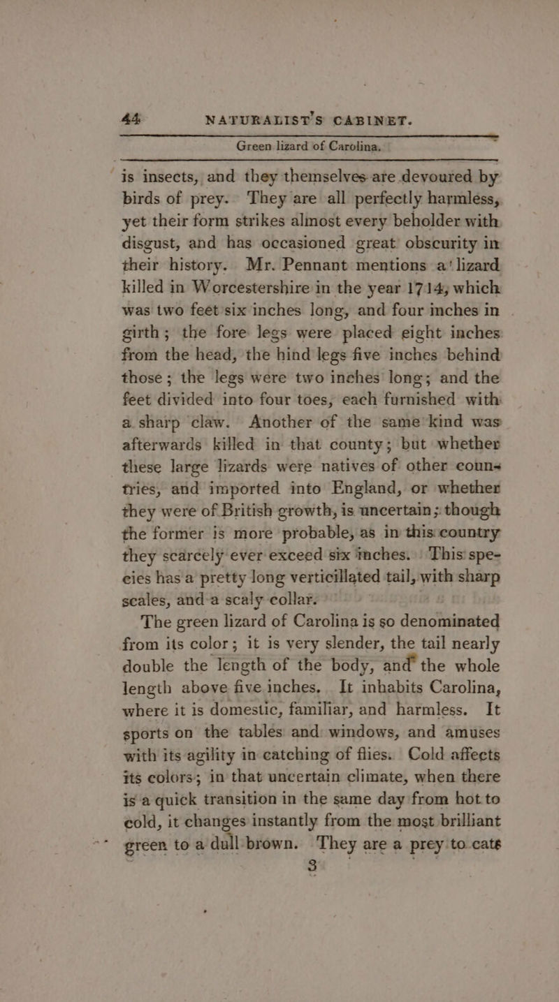 Green lizard of Carolina, is insects, and they themselves ate devoured by birds of prey. They are all perfectly harmless, yet their form strikes almost every beholder with disgust, and has occasioned great obscurity in their history. Mr. Pennant mentions a‘ lizard killed in Worcestershire in the year 1714, which was two feet’six inches long, and four inches in . girth; the fore legs were placed eight inches from the head, the hind legs five inches behind those ; the legs were two inches long; and the feet divided into four toes, each furnished with a sharp ‘claw. Another of the same’kind was afterwards killed in that county; but whether these large lizards were natives of other couns triés, and imported into England, or whether they were of British growth, is uncertain ;: though the former is more probable, as in this:country they scarcely ever exceed six mches. This’ spe- cies has a pretty long verticillated tail, with sharp scales, and-a scaly collar. The green lizard of Carolina is so denominated from its color; it is very slender, the tail nearly double the length of the body, and’ the whole length above five inches, It inhabits Carolina, where it is domestic, familiar, and harmless. It sports on the tables and: windows, and amuses with its agility in catching of flies. Cold affects its colors; in that uncertain climate, when there is a quick transition in the same day from hot to cold, it changes instantly from the most brilliant “* green to a dull-brown. They are a prey to cats