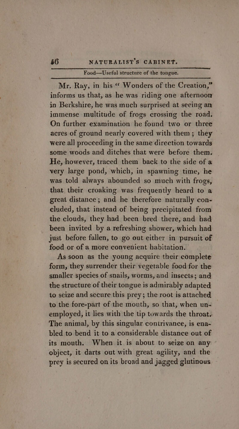 Food—Useful structure of the tongue. Mr. Ray, in his “* Wonders of the Creation,” informs us that, as he was riding one afternoon in Berkshire, he was much surprised at seeing an immense multitude of frogs crossing the road. On further examination he found two or three acres of ground nearly covered with them; they were all proceeding in the same direction towards some woods and ditches that were before them. He, however, traced them back to the side of a very large pond, which, in spawning time, he was told always abounded so much with frogs, that their croaking was frequently heard to a great distance ; and he therefore naturally con- cluded, that instead of being precipitated from the clouds, they had been bred there, and had been invited by a refreshing shower, which had just before fallen, to go out either in pursuit of food or of a more convenient habitation. As soon as the young acquire their complete form, they surrender their vegetable food for the smaller species of snails, worms, aud insects; and the structure of their tongue is admirably adapted to seize and secure this prey; the root is attached to the fore-part of the mouth, so that, when un- employed, it lies with the tip towards the throat. The animal, by this singular contrivance, is ena- bled to bend it to a considerable distance out of its mouth. When it is about to seize on any object, it darts out with great agility, and the prey is secured on its broad and jagged glutinous