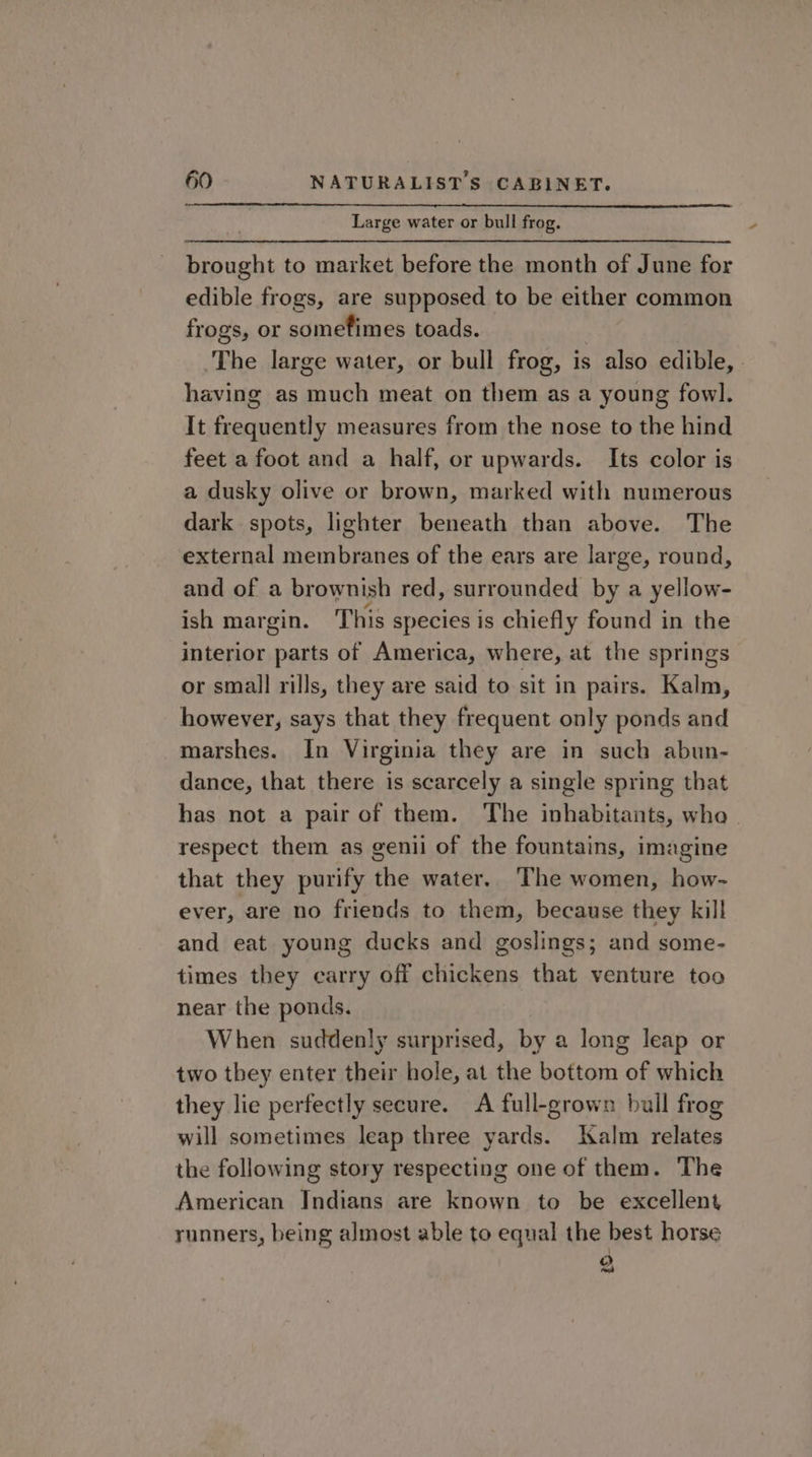 Large water or bull frog. brought to market before the month of June for edible frogs, are supposed to be either common frogs, or somefimes toads. The large water, or bull frog, is also edible, having as much meat on them as a young fowl. It frequently measures from the nose to the hind feet a foot and a half, or upwards. Its color is a dusky olive or brown, marked with numerous dark spots, lighter beneath than above. The external membranes of the ears are large, round, and of a brownish red, surrounded by a yellow- ish margin. This species is chiefly found in the interior parts of America, where, at the springs or small rills, they are said to sit in pairs. Kalm, however, says that they frequent only ponds and marshes. In Virginia they are in such abun- dance, that there is scarcely a single spring that has not a pair of them. The inhabitants, who. respect them as genii of the fountains, imagine that they purify the water. The women, how- ever, are no friends to them, because they kill and eat young ducks and goslings; and some- times they carry off chickens that venture too near the ponds. When suddenly surprised, by a long leap or two they enter their hole, at the bottom of which they lie perfectly secure. A full-grown bull frog will sometimes leap three yards. Kalm relates the following story respecting one of them. The American Indians are known to be excellent runners, being almost able to equal the best horse 2
