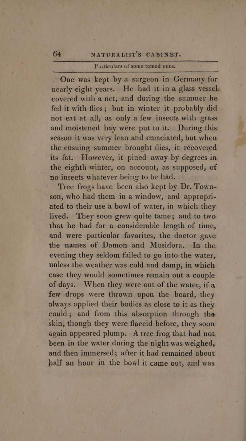 Particulars of some tamed ones. One was kept by a surgeon in Germany for nearly eight years. He had it ina glass vessel, covered with a net, and during the summer he fed it with flies; but in winter it probably did not eat at all, as only a few insects with grass and moistened hay were put to it. During this season it was very lean and emaciated, but when the ensuing summer brought flies, it recovered its fat. However, it pined away by degrees in the eighth winter, on account, as supposed, of no insects whatever being to be had. Tree frogs have been also kept by Dr. Town- son, who had them in a window, and appropri- ated to their use a bowl of water, in which they lived. They soon grew quite tame; and to two that he had for a considerable length of time, and were particular favorites, the doctor gave the names of Damon and Musidora. In the evening they seldom failed to go into the water, unless the weather was cold and damp, in which case they would sometimes remain out a couple of days. When they were out of the water, if a few drops were thrown upon the board, they always applied their bodies as close to it as they could; and from this absorption through the skin, though they were flaccid before, they soon again appeared plump. A tree frog that had not been in the water during the night was weighed, and then immersed; after it had remained about half an hour in the bowl it came out, and was