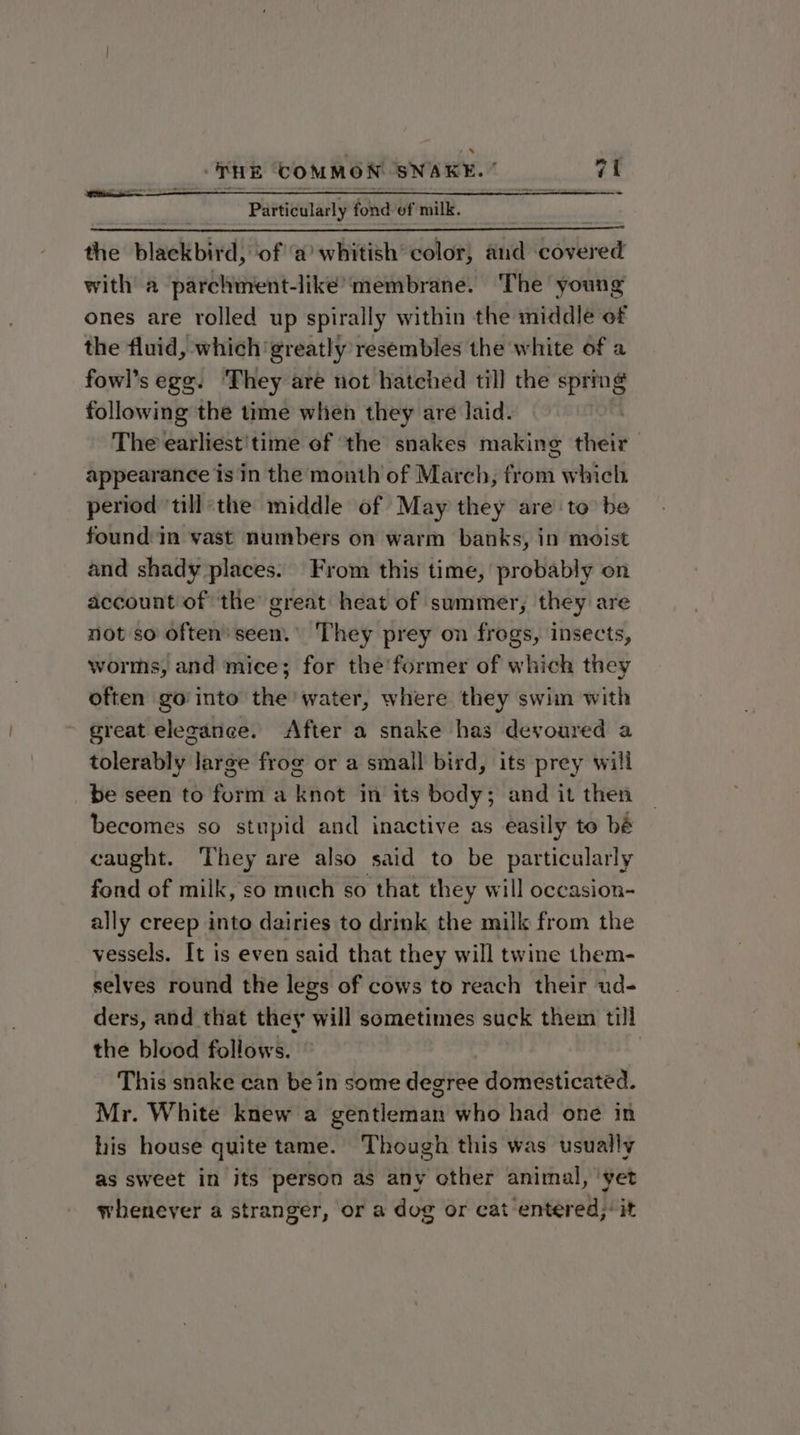 Particularly fond of milk. the blackbird, ‘of ‘a whitish color, and covered with a parchment-like’membrane. The young ones are rolled up spirally within the middle of the fluid, which greatly resembles the white of a fowl’s ege. ‘They are not hatched till the spring following the time when they are laid. The earliest'time of ‘the snakes making their appearance is in the month of March, from which period till-the middle of May they are to be found in vast numbers on warm banks, in moist and shady places. From this time, probably on account of the great heat of summer, they are not so often'seen.’ They prey on frogs, insects, worms, and mice; for the’ former of which they often go into the water, where they swim with great elecanee. After a snake has devoured a tolerably large frog or a small bird, its prey will be seen to form a knot in its body; and it then becomes so stupid and inactive as easily to bé caught. They are also said to be particularly fond of milk, so much so that they will occasion- ally creep into dairies to drink the milk from the vessels. It is even said that they will twine them- selves round the legs of cows to reach their ud- ders, and that they will sometimes suck them till the blood follows. : This snake can be in some degree domesticated. Mr. White knew a gentleman who had one in his house quite tame. Though this was usually as sweet in its person as any other animal, ‘yet whenever a stranger, or a dog or cat entered; it