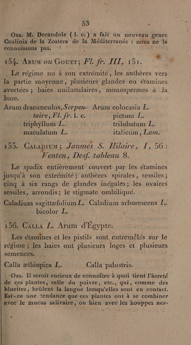 * Oss. M. Decandole (1. c.) a fait un nouveau genre Caulinia de la Zostéra de la Méditerranée : nous ne la connoissons pas. |! V? 194 ARUM où Gourr: F1 fr. II, TR Le récime nu à son extrémité, les anthères vers la partie moyenne, plusieurs glandes ou étamines avortées ; baies HEnQUIaren ‘nonospermes a1a base. É | Arum dracunculus , Serpen- Arum colocasia L. C2 taire, BE fr. 1. de pictum EL. Abuse LEURS trilobatum L. _maculatum T': italicum, Lam. 155. CALADIUM ; Jaumes $S. Hilaire, LT, 56: 2 enten, Desf. tableau 8. Le spadix entièrement couvert par les étamines jusqu'à son extrémité; anthères spirales, sessiles ; cinq à six rangs de glandes inégales; les ovaires sessiles, arrondis; le stigmate debit Caladium Dion Caladium arborescens EL: Habicolor L. 156. PRIX 7. Arum d'Égypte. - Les étamines et les pistils sont entremélés sur le régime ; les baies ont plusieurs loges et plusieurs semences. ù d Calla æthiopica L. © Calla palustris. “Os. Il seroit curieux de connoître à quoi tient l'creté de ces plantes, celle du poivre, etc., qui, comme des bluettes, brûülent la langue lorsqu'elles sont en contact. Est-ce une ‘tendance que ces plantes ont à se combiner avec le mucus Me: 0 ou PER avec les houppés ner-