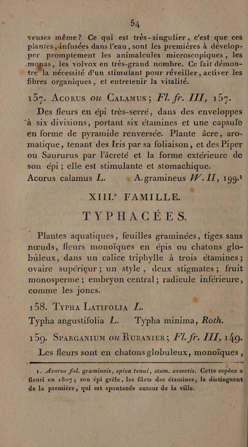 veuses même? Ce qui est très - -singulier , c'est que ces plantes ,änfusées dans l’eau , sont les premieres à dévelop- per promptement les animalonles microscopiques , les monas, les volvox en trés-grand nombre. Ce fait démon- tre la nécessité d’un stimulant pour réveiller, activer les fibres organiques, et entretenir la vitalité. 157. Acorus où Caramus; FT. fr. LIT, 157. Des fleurs en épi très-serré, dans des enveloppes ‘à six divisions, portant six étamines et une capsule en forme de pyramide renversée. Plante äâcre, aro- matique, tenant des Îris par sa foliaison, et des Piper ou Saururus par l’âcreté et la forme extérieure de son épi; elle est stimulante et stomachique. Acorus calamus EL. » A.gramineus #7. IT, 109. XIIIe FAMILLE. | TYPHACÉES. Plantes aquatiques, feuilles graminées, tiges sans nœuds, fleurs monoïques en épis ou chatons glo- büleux, dans un calice triphylle à trois étamines; ovaire supérieur ; un Style, deux stigmates ; fruit monosperme ; embryon central ; radicule inférieure, comme les joncs. 158. Tvyrua LarirorrA Z. Typha angustifolia L. Typha minima, Roth. 159. SPARGANIUM où RusaniER; F7. fr. LIL, 140. Les fleurs sont en chatons globuleux, monoïques, Rd | 1. Acorus fol. gramineis, spica tenui, stam. exsertis, Cette espèce a! fleuri en 1807; son épi gréle, les filets des étamines, la distinguent” de la première, qui est spontanée autour de la ville, SE PR et