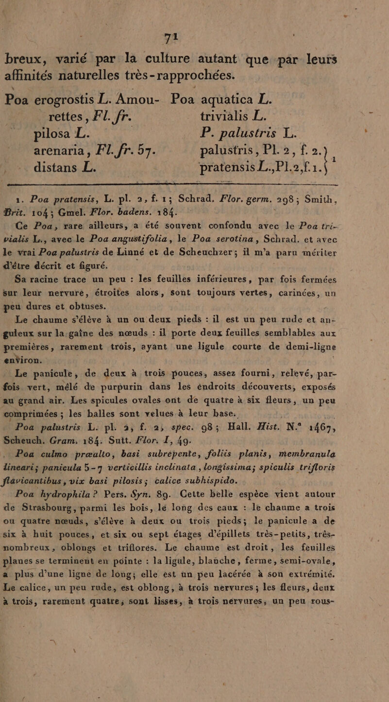 breux, varié par la culture autant que par leurs affinités naturelles très-rapprochées. Poa erogrostis L. Amou- Poa aquatica L. _rettes, F1. fr. trivialis L. pilosa L. | P. palustris X. arenaria , FI. fr. 57. palustris, PL2,f0. distans L. pratensis L, ER AM 1. Poa pratensis, L. pl. 2,f.1; Schrad. Flor. germ. 298; Smith, Brit. 104; Gmel. Flor. badens. 184. Ce Poa, rare ailleurs, a été souvent confondu avec le Poa tri- vialis L., avec le Poa angustifolia, le Poa serotina, Schrad. et avec le vrai Poa palustris de Linné et de Scheuchzer; il m'a pers mériter d’être décrit et figuré. Sa racine trace un peu : les feuilles inférieures, par fois fermées sur leur nervuré, étroites alors, sont toujours vertes, carinées, un peu dures et obtuses. 3 Le chaume s'élève à un ou deux pieds : il est un peu rude et an- guleux sur la gaîne des nœuds : il porte deux feuilles semblables aux premières, rarement trôis, ayant une ligule courte de demi-ligne enÿiron. Le panicule, de deux à trois pouces, assez fourni, relevé, par- fois vert, mélé de purpurin dans les éndroits découverts, exposés au grand air. Les spicules ovales ont de quatre à six fleurs, un peu comprimées ; les balles sont velues à He base. Poa palustris L. pl. 2, f. 2, spec. 08; Hall. Hist. N.° 1467, Scheuch. Gram. 184. Suit. Flor. I, 49. Pôa culmo præulio, basi subrépente, foliis planis, membranula dineari; panicula 5-9 verticillis inclinata, longissima; spiculis trifloris flavicantibus , vix basi pilosis; calice subhispido. Poa hydrophila ? Pers. $yn. 89. Cette belle espèce vient autour de Strasbourg, parmi les bois, lé long des eaux : le chaume a trois ou quatre nœuds, s'élève à deux ou trois pieds; le panicule a de six à huit pouces, et six ou sept étages d’épillets très-petits, très- nombreux, oblongs et triflorés. Le chaume est droit, les feuilles planes se terminent en pointe : la ligule, blavche, ferme, semi-ovale, a plus d’une ligne de long; elle est an peu lacérée à son extrémité. Le calice, un peu rude, est oblong, à trois nervures; les fleurs, deux à trois, rarement quatre; sont lisses, à trois nervures; un peu rous-