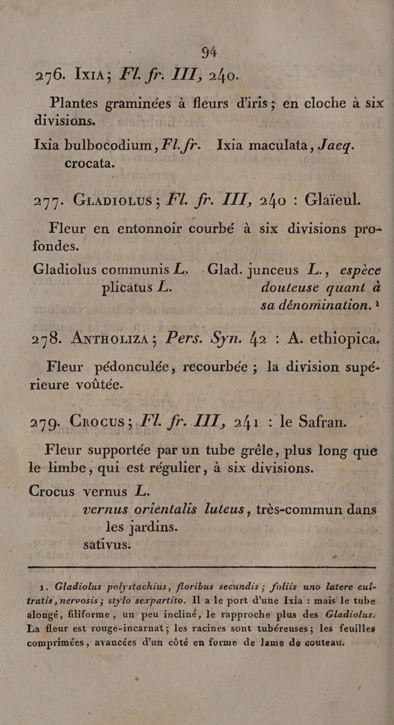 276. Lx; FT. fr: LIT, 240. Plantes pis à fleurs d'iris; en cloche à six divisions. Txia bulboéodium , F L. fr. Txia maculata, Jacgq. crocata. 77. GLaniocus ; FT. fr. LIT, 240 : Glaïeul. Fleur en entonnoir courbé à six divisions pro- fondes. Gladiolus communis L. .Glad. junceus L., espèce plicatus £. douteuse quant a sa dénomination. 278. ANTHOLIZA ; Pers. Syn. 42 : À. ethiopica. Fleur pédonculée, recourbée ; la division supé- rieure voûtée. 270. Crocus ; FT fr. LIT, 241 : le Safran. Fleur supportée par un tube grêle, plus lüng qué le Hmbe, qui est régulier, à six divisions. Crocus vernus L. vernus orienlalis luleus, très-commun dans les jardins. sativus: 1. Gladiolus polystachius, floribus secundis ; foliis uno latere cul- tratis , nervosis ; stylo sexpartito. Il a le port d’une Ixia : mais le tube alongé, filiforme , un peu incliné, le rapproche plus des Gladiolus, La fleur est rouge-incarnat ; les racines sont tubéreuses; les feuilles comprimées , avancées d’un côté en forme de lame de couteau.