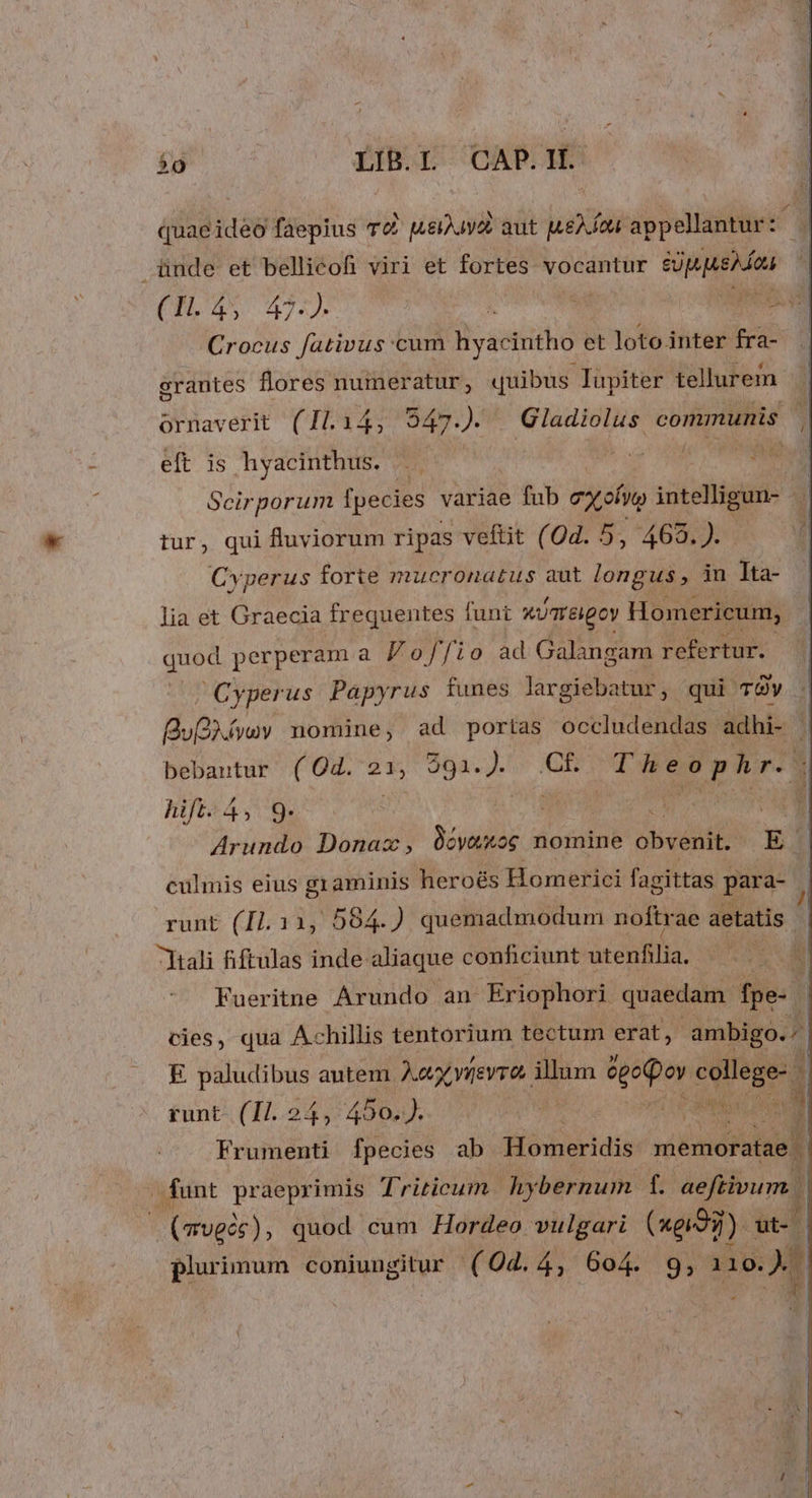  LIB.L CAP.II. te- ] AC quaeidéo faepius r£ píeijuva aut jte. íou appellantur: —| üànde et bellicofi viri et fortes vocantur 271777877. | CT, 35 472), p eds ad Crocus fativus cum hyacintho et loto. inter fra- grantes flores numeratur, quibus lupiter tellurem ornaverit (114, 547.). Gladiolus communis eft is hyacinthus. .— Bi o. Scirporum fpecies variae fub eX oí vitet: | tur, qui fluviorum ripas veftit (0d. 5, 465.). Cyperus forte mucronatus aut longus, in ]ta- lia et Graecia frequentes funt KUTreigoy Homericum, quod perperam a Voffio ad Galangam refertur. Cy perus Papyrus funes largiebatur, qui TOY Bu(»fvov nomine, ad portas occludendas adhi- | bebautur ( Od. 21; 39a-J.« IO Wu p h Lo hift. 4, 9. T WI Arundo Donaz, O0óva*og nomine jbvehit E cuülmis eius g aminis heroés Homerici fagittas para- runt (I1. 11, 584.) quemadmodum noftr ae aetatis | kali fiftulas inde aliaque conficiunt acento! TUN Fueritne Arundo an Eriophori quaedam fpe- | cies, qua Achillis tentorium tectum erat, ambigo... E. paludibus autem Jy viievros illum epo Mod j tunt. (11.24, 450,J. | Ec Frumenti fpecies ab Homeridis memoratae | funt praeprimis Triticum | hybernum 1. aeftivum. ! | (vvgcc), quod cum Hordeo. vulgari hei ut- t|