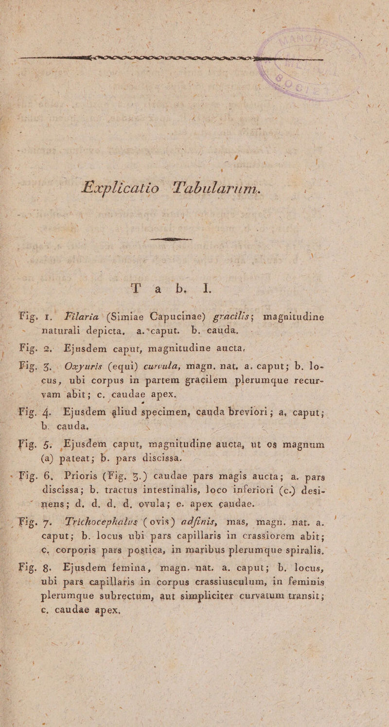 Explicatio Tabularum. i T ah. ok Fig. r. Paria (Simiae Capucinae) gracilis; magnitudine - maturali depicta, a.^caput. b. cauda. Fig. 2. Ejusdem caput, magnitudine aucta, Fig. 5. | Oxyuris (equi) curvula, magn. nat, a. caput; b. lo- cus, ubi corpus in partem gracilem quenunque recur- vam abit; c. ,caudae apex, Fig. 4- Ejusdem: aliud specimen, cauda breviori; a, caput; b. cauda. . e . Fig. 5. ,Ejusdem caput, magnitudine aucta, ut os cim e (a) pateat; b. pars discissa. : Fig. 6. Prioris (Fig. 5.) caudae pars mágis aucta; a. pars discissa; b. tráctus intestinalis, loco inferiori (c-) desi- nens; d. d. d, d. ovula; e. apex caudae. - Tig. 7. Trichocepkalus (ovis) adfinis, mas, magn. nat. a. caput; b. locus ubi pars capillaris in crassiorem abit; €. corporis pars postica, in maribus plerumque spiralis. Fig. $8. Ejusdem femina, magn. nat. a. caput; b. locus, — ubi pars capillaris in corpus crassiusculum, in feminis plerumque subrectum, aut simpliciter curvatum transit; c, caudae apex,