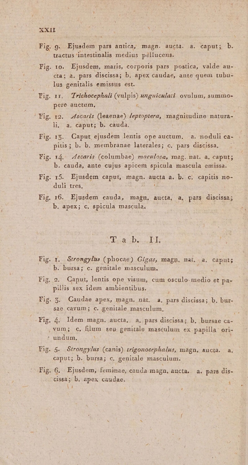 eu A ' Fig. 9. Ejusdem pars antica, magn. aucta. a. caput; b. tractus intestinalis medius péliucens. cta; a. pars discissa; b. apex caudae, ante quem tubu- Fig. xx. Zrichocephali (vulpis) uzguiculati ovulum, summo- pere auctum, t li, a. caput; b. cauda. * . i * E Fig. 13. Caput ejusdem lentis ope auctum. | a. noduli ca- pius; b. b. membranae laterales; c. pars discissa. Vig. 14. Zscaris (columbae) maeulosa, mag. nat. a. caput; b. cauda, ante cujus apicem spicula mascula emissa. Fig. 15. Ejusdem caput, magn. aucta a. b. c. capitis no- duli tres, e Fig. 16. Ejusdem cauda, magn, aucta, a, pars discissa; b. apex; c. spicula mascula. | esa zDuss T: b. bursa; c. genitale masculum. Fig. 9. Gaput, lentis ope visum, cum osculo. medio et pa- pilis sex idem ambientibus. Fig. 5. Caudae apex, magn. nàt. a, pars discissa; b. bur- sae cavum; c. genitale masculum, .vum; c. FN seu genitale maseulum ex. papilla: ori- * undum, | Fig. 4. Strongylus (canis) trigonocephalus, magnu, sib. a. caput; b. bursa; c. genitale masculum. Y Fig. 6. Ejusdem, feminae, cauda magn, aucta.. a. pars dis- cissà ; b. apex caudae. ij L|