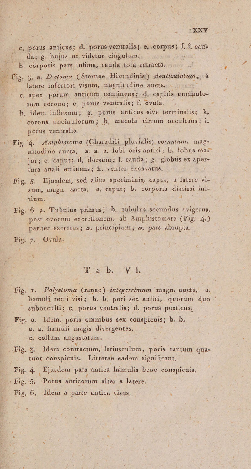 UEXV c, porus anticus; d. porus ventzalis.;. e, corpus; f. f, cau M. datig. hujus ut. videtur. cingulum, Ub. corporis pars infima, cauda tota .xetracta, E z..a. D stoma (Sternae, Hirandinis) denticulatum, à Y latere inferiori visum, magnitudine, auetdu- I nesyo c, apex porum anticum continens; . d. capitis uncinulo- rum corona; e, porus ventralis; f, ovula, b. idem inflexum; g. porus anticus sive terminalis; k. coronà uncinulorum ; h. macula cirrum occultans; 1. porus ventralis. Fig. 4. .dmphistoma (Charadrii pluvialis). cornutum, mag- nitudine aucta, à: a. a, lobi oris antici; b. lobus ma- jor; c. caput; d. dorsum; f. cauda; g. globus ex aper- tura anal eminens; h. venter excavatus. Fig. 5. Ejusdem, sed alius speciminis, caput, à latere vi- sum, magn. aucta, 4a, caput; b. corporis discissi ini- tium. i Fig. 6. a. Tubulus primus; b. tubulus secundus ovigerus, post ovorum excretionem, ab Amphistomate (Tag; 4.) pariter excretus; e. pee, &. pars abrupta. Fig. 7. Ovula. i Trad. WE Lj Fig. x. Polystoma (xanae) integerrimum magn. aucta, a. hamul) recti visi; b. b. pori sex antici, quorum duo subocculti; c. porus ventralis; d. porus posticus. Fig. 9. Idem, poris omnibus sex conspicuis; b. b, a. a, hamuli magis. divergentes., c. collum idAmapn. Fig. 5. Idem contractum, Liver poris tantum qua- | tuor conspicuis. Litterat eadem significant. Fig. 4. Ejusdem pars antica hamulis bene conspicuis, | Fig. 5. Porus anticorum alter a latere. Fig. 6, Idem a parte antica visus,