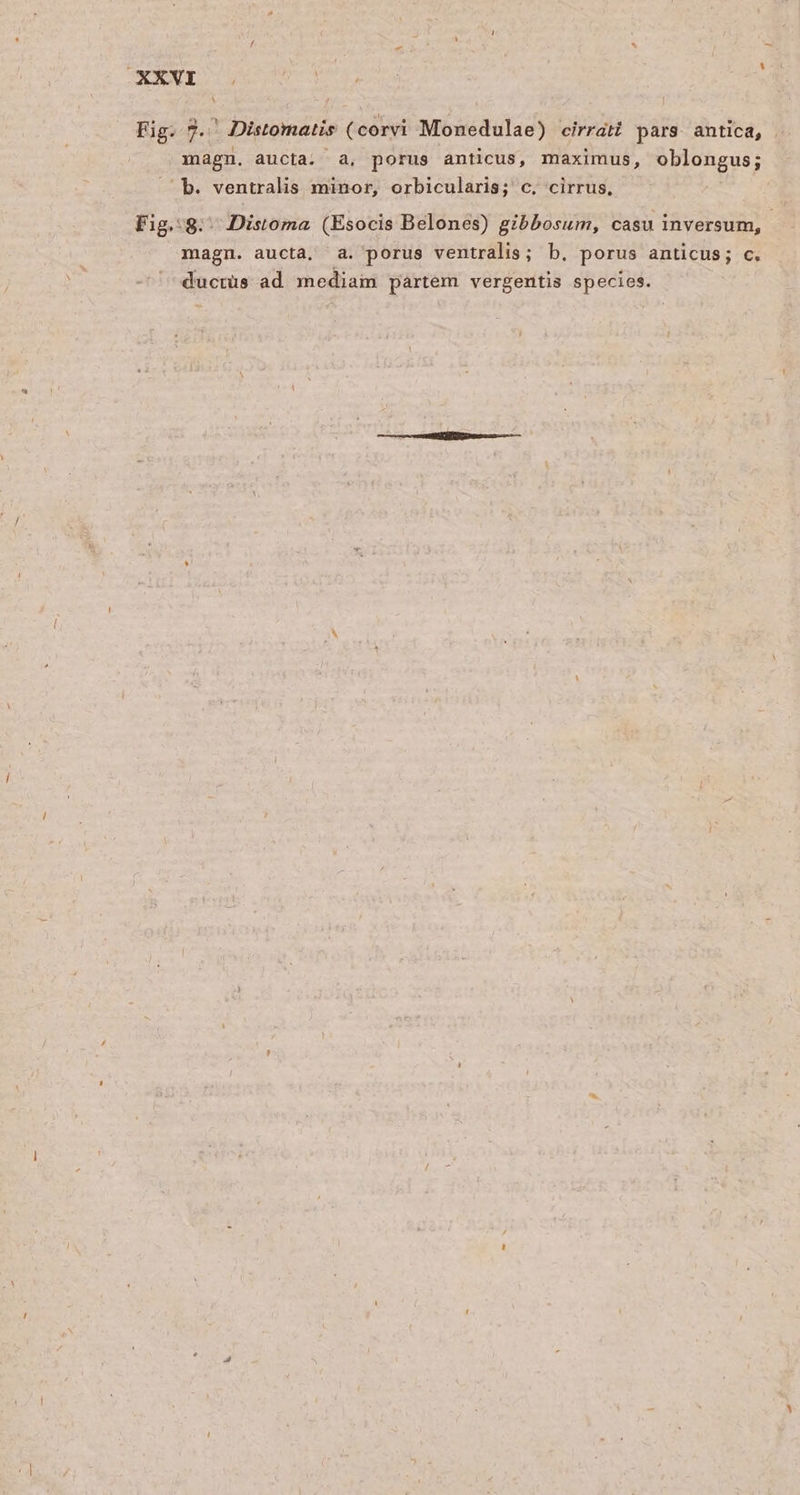 Fig. 7. Distomatis ( corvi Monedulae) cirrati pars antica, magn. aucta. à, porus anticus, maximus, oblongus; — b. ventralis minor, orbicularis; c. cirrus, Fig.:8. Distoma (Esocis Belones) gibbosum, casu inversum, magn. aucta, a. porus ventralis; b. porus anticus; c. ducrüs ad inediam partem vergentis species.