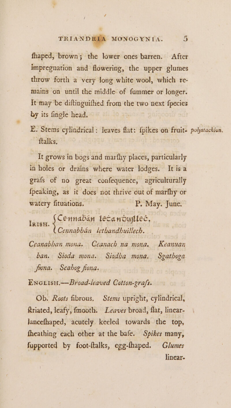 r / oa TRIAND ge MONOGYNIA. 5 fhaped, brown ; the lower ones barren. After impregnation and flowering, the upper glumes throw forth a very long white wool, which re- maine on until the middle of fummer or longer. It may be diftinguifhed from the two next fpecies by its finele head. | | E. Stems cylindrical: leaves flat: {pikes on fruit polystackion. ftalks, “Tt grows in bogs and marfhy places, particularly in holes or drains where water lodges. It is a grafs of no great confequence, agriculturally {peaking, as it does not thrive out of marfhy or watery fituations. | ~ P, May. June. tiie atlas lecanodullec, CCennabhan lethandbuillech. | Ceanabhan mona. Ceanach na mona. Keanuan ban. Sioda mona. Siodba mona. Sgathoga fiona. Scahog fona. ENGLIsH.—Broad-leaved Cotton-gra/s. Ob. Roots fibrous. Stems upright, cylindrical, ftriated, leafy, fmooth. Leaves broad, flat, linear- Jancefhaped, acutely. keeled towards the top, fheathing each other at the bafe. Spikes many, fupported by foot-ftalks, egg-fhaped. Glumes linear-