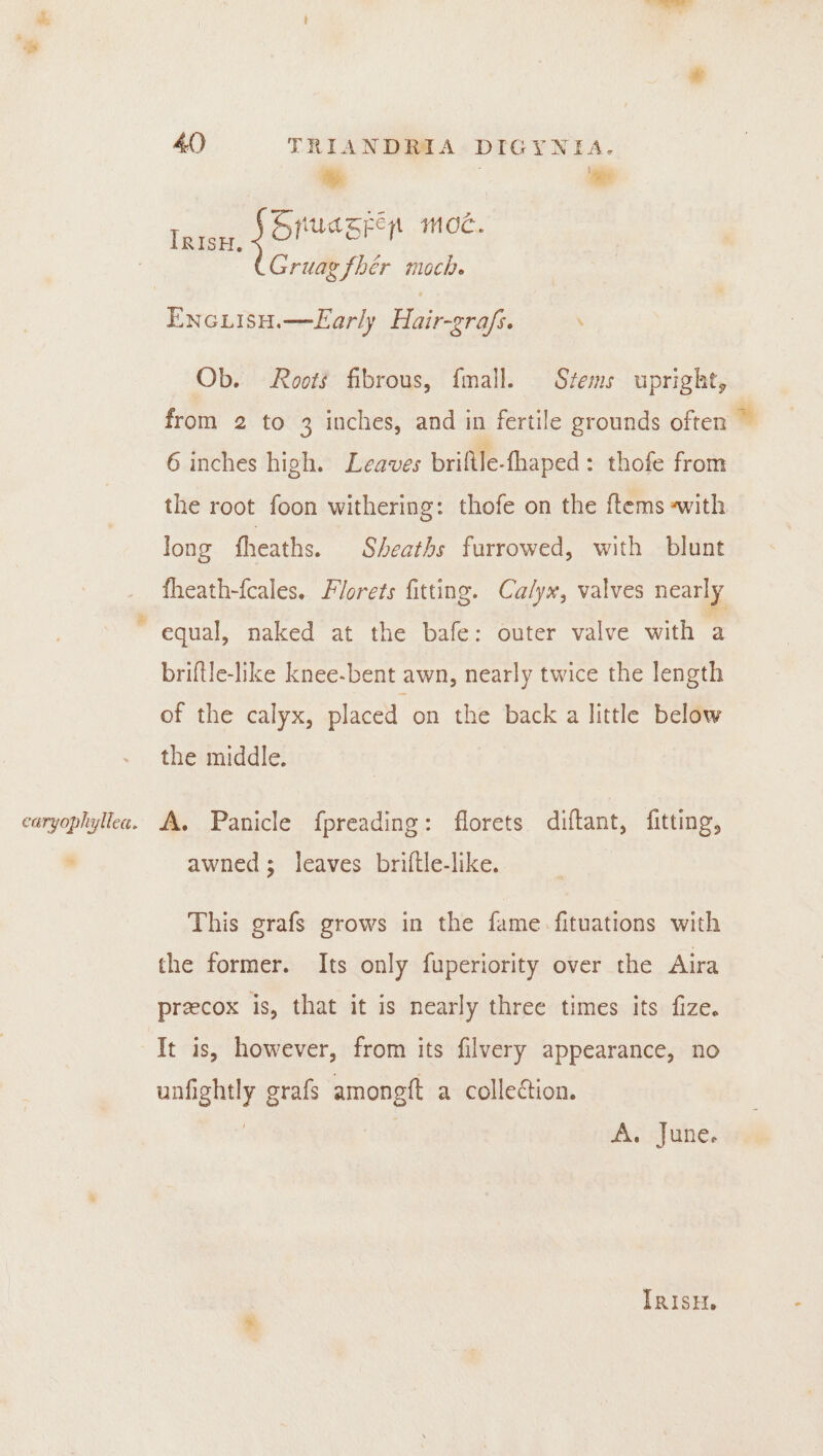 sd 4 7” ‘Ud Bpezt MOC. | Gruag fhér moch. ENncLIsH.—Early Hair-grafs. : Ob. Roots fibrous, {mall. Stems upright, from 2 to 3 inches, and in fertile grounds often ~ 6 inches high. Leaves briftle-thaped : thofe from the root foon withering: thofe on the ftems -with long fheaths. Sheaths furrowed, with blunt fheath-fcales. Florets fitting. Calyx, valves nearly equal, naked at the bafe: outer valve with a briftle-like knee-bent awn, nearly twice the length of the calyx, placed on the back a little below the middle. caryophyllea. A. Panicle {preading : florets diftant, fitting, * awned; leaves briftle-like.. This grafs grows in the fame. fituations with the former. Its only fuperiority over the Aira precox is, that it is nearly three times its fize. It is, however, from its filvery appearance, no unfightly grafs amongft a collection. | | A. June.