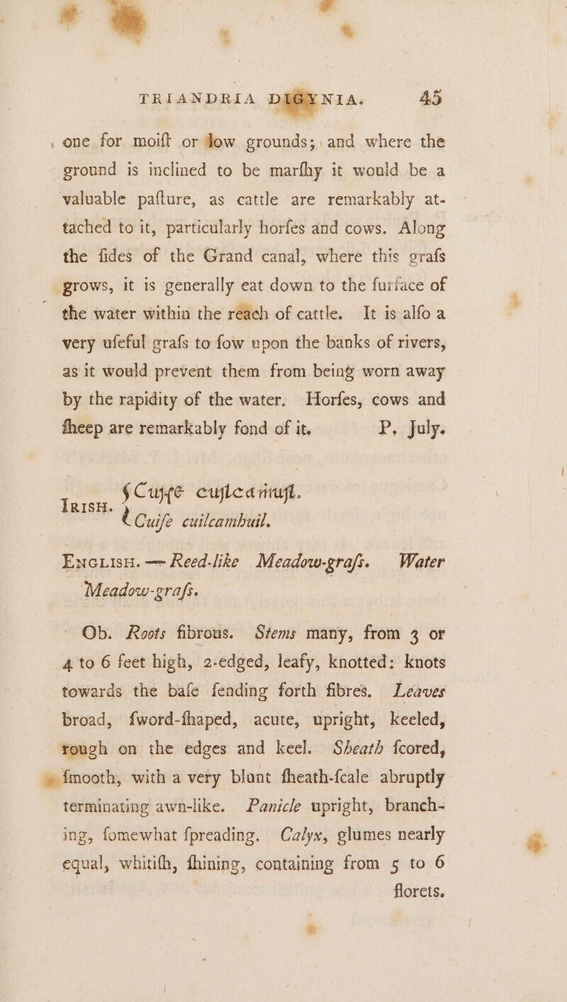 * ] ae ra TRIANDRIA DIGYNIA. 45 48 . one for moift or dow grounds; and where the ground is inclined to be marfhy it would be a valuable pafture, as cattle are remarkably at- tached to it, particularly horfes and cows. Along the fides of the Grand canal, where this grafs grows, it is generally eat down to the furtace of - the water within the reach of cattle. It is alfoa very ufeful grafs to fow upon the banks of rivers, as it would prevent them from being worn away by the rapidity of the water. Horfes, cows and fheep are remarkably fond of it. P, July. §Cuye cujlcariufl. Cuife cuilcambuil. ENcLisn. — Reed-like Meadow-gra/s. Water Meadow-grafs. — Ob. Roots fibrous. Stems many, from 3 or 4 to 6 feet high, 2-edged, leafy, knotted: knots towards the bafe fending forth fibres. Leaves broad, fword-fhaped, acute, upright, keeled, rough on the edges and keel. Sheath fcored, fmooth, with a very bluat fheath-fcale abruptly terminating awn-like. Panicle upright, branch- ing, fomewhat fpreading. Calyx, glumes nearly | florets. —