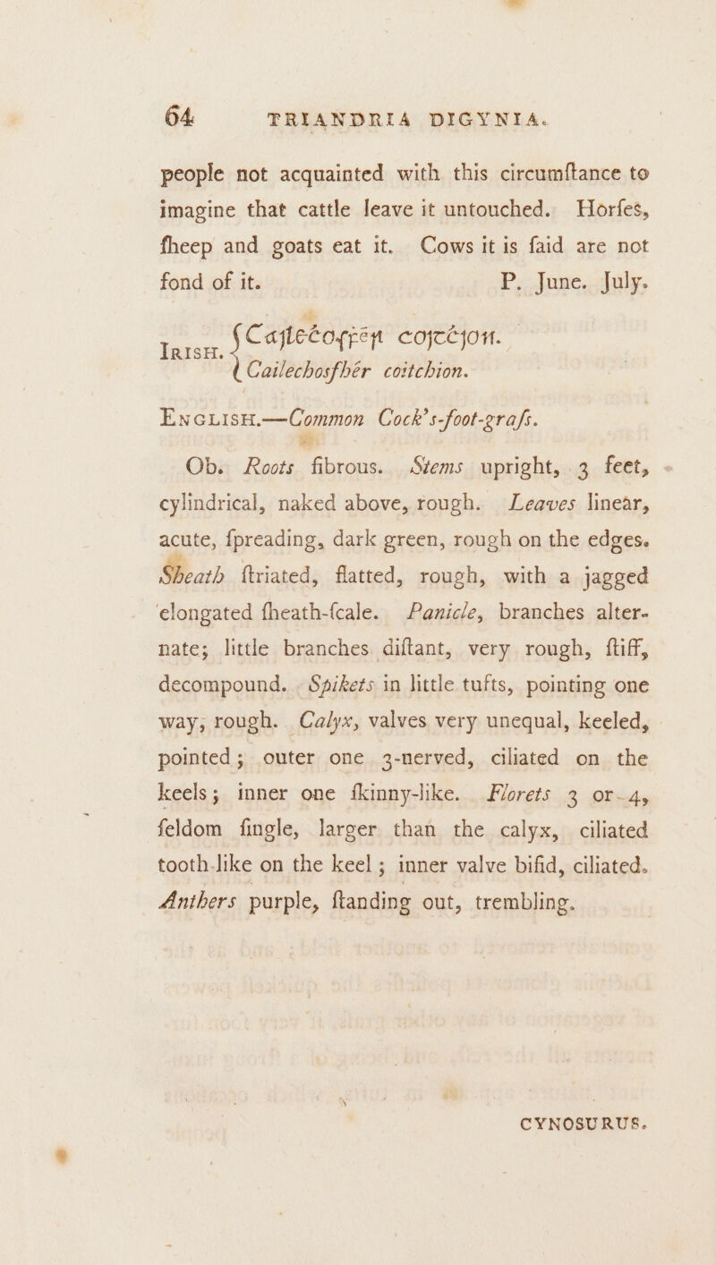 people not acquainted with this circumftance to imagine that cattle leave it untouched. Horfes, fheep and goats eat it. Cows it is faid are not fond of it. P. June. July. sa i ldaa COfTCjOn. Cailechosfhér coitchion. ENGLISH.—Common Cock’s-foot-era/s. 4 ee Ob. Roots fibrous. Stems upright, 3 feet, cylindrical, naked above, rough. Leaves linear, acute, {preading, dark green, rough on the edges. Be ath ftriated, flatted, rough, with a jagged elongated fheath-{cale. Panicle, branches alter- nate; little branches diftant, very rough, ftiff, decompound. . Spikets in little tufts, pointing one way, rough. Calyx, valves very unequal, keeled, pointed; outer one 3-nerved, ciliated on the keels; inner one fkinny-like. florets 3 or-~4, feldom fingle, larger than the calyx, ciliated tooth Jike on the keel; inner valve bifid, ciliated. Anthers purple, ftanding out, trembling. CYNOSURUS.