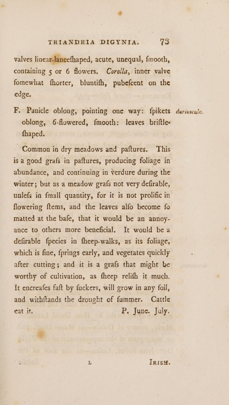valves linear-lancefhaped, acute, unequal, {mooth, containing 5 or 6 flowers. Corolla, inner valve fomewhat fhorter, bluntifh, pubefcent on the edge. | F. Panicle oblong, pointing one way: fpikets oblong, 6-flowered, fmooth: leaves briftle- fhaped. Common in dry meadows and paftures. This is a good grafs in paftures, producing foliage in abundance, and continuing in verdure during the winter; but as a meadow grafs not very defirable, unlefs in fmalil quantity, for it is not prolific in flowering ftems, and the leaves alfo become fo matted at the bafe, that it would be an annoy- ance to. others more beneficial, It would be a defirable fpecies in fheep-walks, as its foliage, which is fine, fprings early, and vegetates quickly after cutting; and it is a grafs that might be worthy of cultivation, as fheep relifh it much. It encreafes faft by fuckers, will grow in any foil, and withftands the drought of fummer. Cattle eat it. P. June. July. L IRISH. duriuscula,