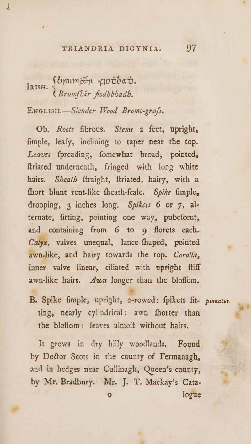— Cbnumee Shad. rea fuUmEey YyoobaD Brumfbér fiodhbhadh. Enciisu.—Slender Wood Brome-grafs. Ob. Roots fibrous. Stems 2 feet, upright, fimple, leafy, inclining to taper near the top. Leaves {preading, fomewhat broad, — pointed, ftriated underneath, fringed with long white hairs. Sheath ftraight, ftriated, hairy, with a fhort blunt rent-like fheath-fcale. Spike fimple, drooping, 3 inches long. Spikets 6 or 7, al- ternate, fitting, pointing one way, pubefcent, and containing from 6 to g florets each. Calyx, valves unequal, lance-fhaped, pointed awn-like, and hairy towards the top. Corolla, inner valve linear, ciliated with upright ftiff awn-like hairs. wn longer than the bloflom. ‘ * B. Spike fimple, upright, 2-rowed: fpikets fit- ting, nearly cylindrical: awn fhorter than the bloffom: leaves almoft without hairs. It grows in dry hilly woodlands. Found by Doétor Scott in the county of Fermanagh, and in hedges near Cullinagh, Queen’s county, by Mr. Bradbury. Mr. J. T. Mackay’s Cata- re) logue pinnaius.