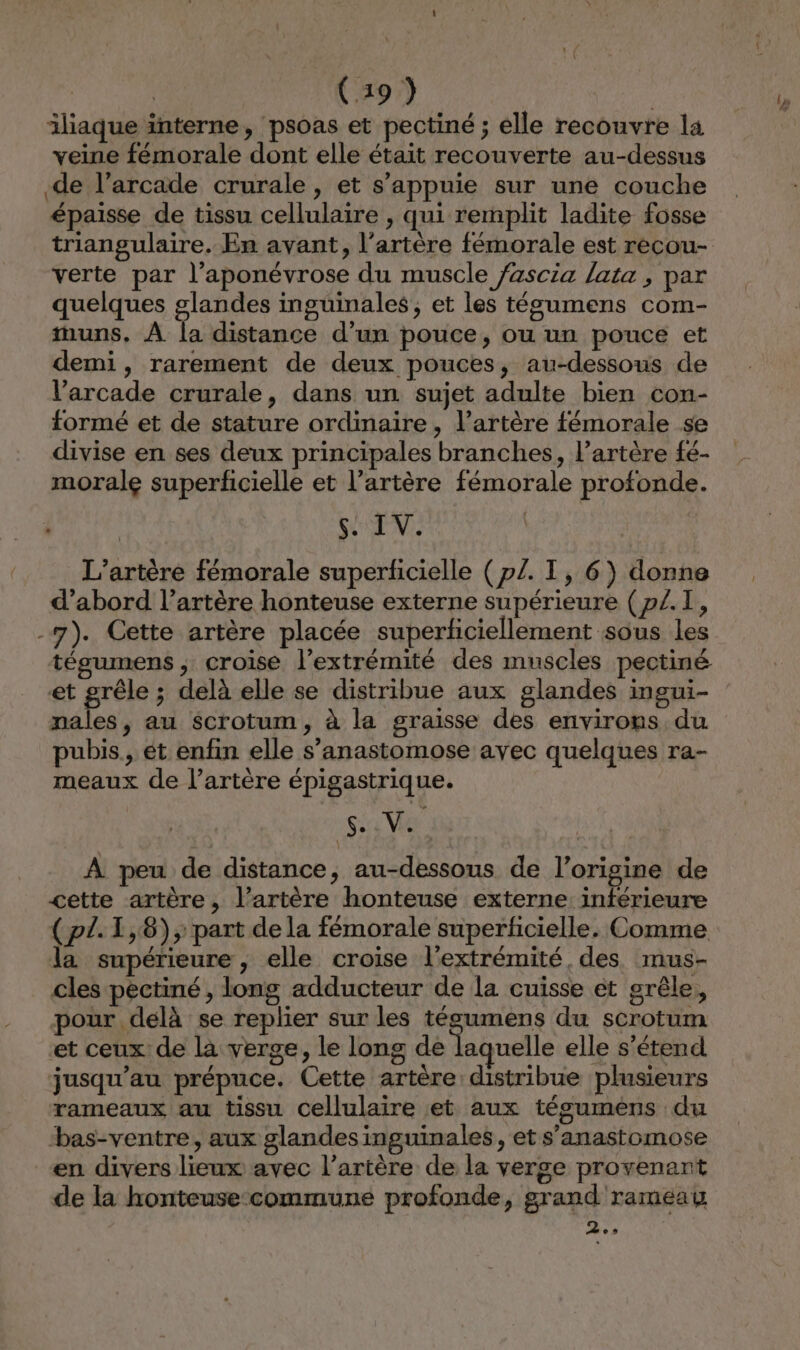 iliaque interne, psoas et pectiné ; élle recouvre la veine fémorale dont elle était recouverte au-dessus de l’arcade crurale , et s'appuie sur une couche épaisse de tissu cellulaire , qui remplit ladite fosse verte par l’aponévrose du muscle fascia lata, par quelques glandes inguinales, et les tégumens com- uns. À la distance d'un pouce, ou un pouce et demi, rarement de deux pouces, au-dessous de V’'arcade crurale, dans un sujet adulte bien con- formé et de stature ordinaire, l’artère fémorale se divise en ses deux principales branches, l'artère fé- morale superficielle et l'artère fémorale profonde. A TN: L’artère fémorale superficielle (p/. T, 6) donne d’abord l’artère honteuse externe supérieure (p£.I, -7). Cette artère placée superticiellement sous les tégumens ; croise l'extrémité des muscles pectiné et grêle ; delà elle se distribue aux glandes ingui- PA ANS au Scrotum, à la graisse des environs du pubis, ét enfin elle s’anastomose avec quelques ra- meaux de l'artère épigastrique. Ve. À peu de distance, au-dessous de l’origine de cette artère, l’artère honteuse externe. inférieure (p1.1,8), part dela fémorale superficielle. Comme la supérieure , elle croise l'extrémité, des. mus- cles pectiné, long adducteur de la cuisse et grêle, pour delà se replier sur les tésumens du scrotum et ceux de la verge, le long de laquelle elle s'étend jusqu’au prépuce. Cette artère distribue plusieurs rameaux au tissu cellulaire et aux tésumens du ‘bas-ventre, aux glandes inguinales, et s’anastomose en divers lieux avec l’artère de la verge provenant de la honteuse commune profonde, grand rameau c RE