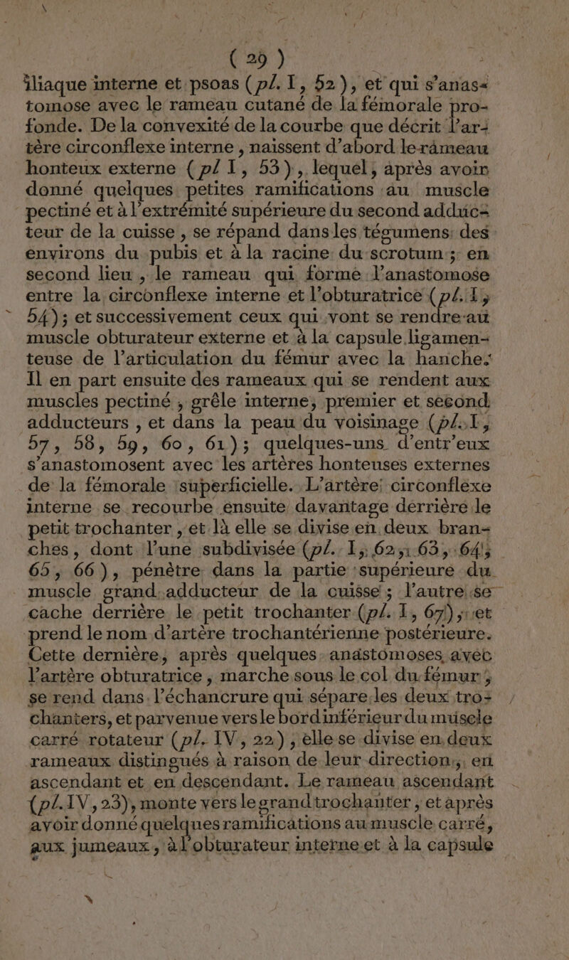 iliaque interne et psoas (p/. I, 52), et qui s’anas« tomose avec le rameau cutané de la fémorale pro- fonde. De la convexité de la courbe que décrit l’ar: tère circonflexe interne , naissent d’abord lerâmeau honteux externe (p{ I, 53), lequel, après avoir donné quelques petites ramifications au muscle pectiné et à l'extrémité supérieure du second adduc= teur de la cuisse , se répand dansles téscumens: des environs du pubis et à la racine du scrotum:;: en second lieu , le rameau qui forme l’anastomose entre la circonflexe interne et l’obturatrice (p£.4 54); et successivement ceux qui vont se rendre-au muscle obturateur externe et à La capsule ligamen- teuse de l'articulation du fémur avec la hanche: Il en part ensuite des rameaux qui se rendent aux muscles pectiné , grêle interne, premier et sesondl adducteurs , et dans la peau du voisinage (p/:T, 57, 58, 5, 60, 61); quelques-uns d’entr'eux s’anastomosent avec les artères honteuses externes de la fémorale ‘superficielle. L’artère: circonflexe interne se recourbe ensuite davantage dérrière.le petit trochanter ,'et là elle se divise en deux bran- ches, dont l’une subdivisée (p/.. 1, 62,163, 64% 65, 66), pénètre dans la partie ‘supérieure du muscle srand.adducteur de la cuisse; l’autre:se cache derrière le petit trochanter (p/. I, 63) set prend le nom d’artère trochantérienne postérieure. Cette dernière, après quelques: anastomoses, avéc l’artère obturatrice , marche sous le col du fémur; se rend dans. l’échancrure qui sépare:les deux tro: chantiers, et parvenue versle bordinférieurdu museie carré rotateur (p/. IV, 22), elle se divise en, deux rameaux distingués à raison de leur direction: en ascendant et en descendant. Le rameau ascendant {pL.IV, 23), monte vers legrandtrochauter , etaprès avoir donné quelques ramihications au muscle carré, aux jumeaux ; àl'obturateur interneet à la capsule S X