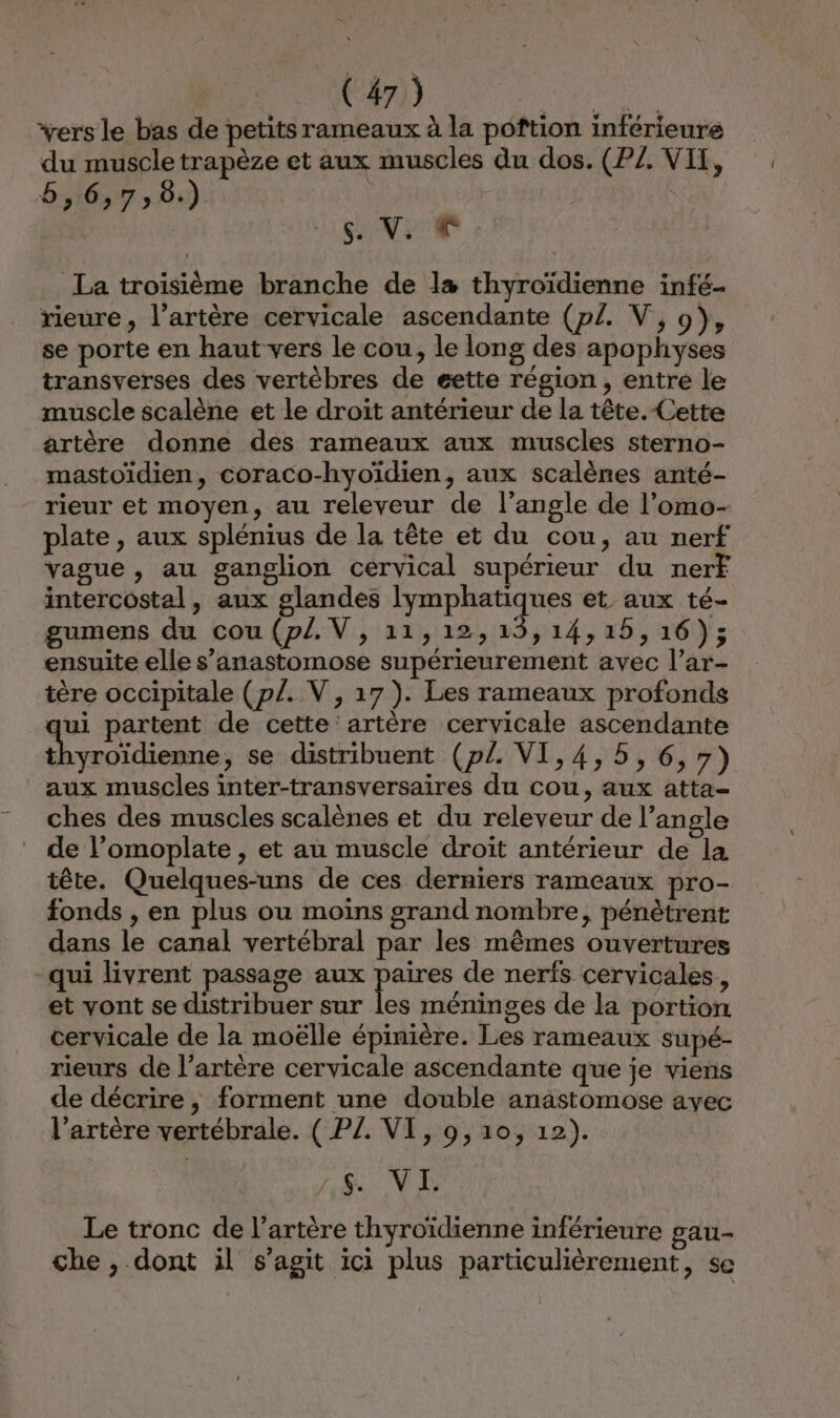 vers le bas de petits rameaux à la poftion inférieure du muscle trapèze et aux muscles du dos. (PZ. VIT, 6,:6,7,8:). | 5. V, La troisième branche de la thyroïdienne infé. rieure, l’artère cervicale ascendante (pZ. V, 9}, se porte en haut vers le cou, le long des apophyses transverses des vertèbres de eette région, entré le muscle scalène et le droit antérieur de la tête. Cette artère donne des rameaux aux muscles sterno- mastoïdien, coraco-hyoïdien, aux scalènes anté- rieur et moyen, au releveur de l'angle de l’omo- plate , aux splénius de la tête et du cou, au nerf vague , au ganglion cervical supérieur du nerF intercostal , aux glandes lymphatiques et aux té- gumens du cou (pl. V, 11,12,15,14,15,16); ensuite elle s’anastomose supérieurement avec l’ar- tère occipitale ( pl. V,17). Les rameaux profonds é partent de cette'artère cervicale ascendante thyroïdienne, se distribuent (p£. VI,4,5,6,7) aux muscles inter-transversaires du cou, aux atta- ches des muscles scalènes et du releveur de l’angle de l’omoplate , et au muscle droït antérieur de la tête. Quelques-uns de ces derniers rameaux pro- fonds , en plus ou moins grand nombre, pénètrent dans le canal vertébral par les mêmes ouvertures qui livrent passage aux paires de nerfs cervicales, et vont se distribuer sur les méninges de la portion cervicale de la moëlle épinière. Les rameaux supé- rieurs de l'artère cervicale ascendante que je viens de décrire, forment une double anastomose avec l'artère vertébrale. ( PZ. VI, 9,10, 12). ZE NE Le tronc de l'artère thyroïdienne inférieure pau- che , dont il s’agit ici plus particulièrement, se