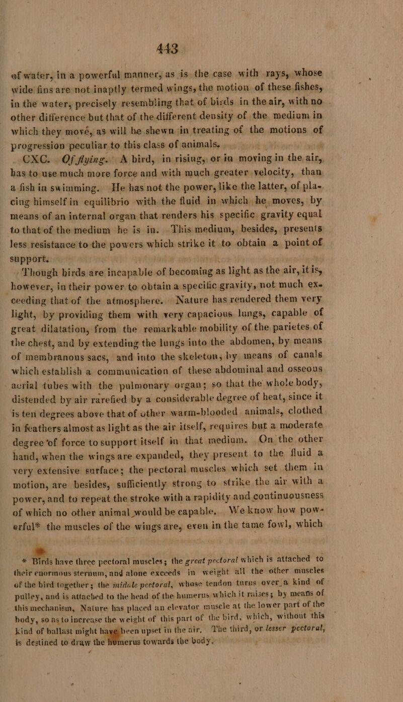 of water, in a powerful manner, as is the case with rays, whose wide fins are not inaptly termed wings, the motion of these fishes, in the water, precisely resembling that of birds in the air, with no other difference but that of the different density of the medium in which they mové, as will be shewn in treating of the motions of progression peculiar to this class of animals. bé me CXC. Of flying. A bird, in rising, or ia moving in the air, has to-use much more force and with much greater velocity, than a fish in swimming. He has not the power, like the latter, of pla. cing himself in equilibrio with the fluid in which he moves, by means of an internal organ that renders his specific gravity equal to that of the medium he is in. This medium, besides, presents less resistance to the powers which strike it to obtain a point of support. Tea eLIUE cee an be Though birds are incapable of becoming as light as the air, itis, however, in their power to obtain a specilic gravity, not much ex. ceeding that of the atmosphere. | Nature has rendered them very light, by providing them with very capacious lungs, capable of great dilatation, from the remarkable mobility of the parietes of the chest, and by extending the lungs into the abdomen, by means of membranous sacs, and into the skeleton, by means of canals which establish a communication of these abdominal and esseous -acrial tubes with the pulmonary organ; so that the whole body, distended by air rarefied by a considerable degree of heat, since it is ten degrees above that of uther warm-blooded animals, clothed in feathers almost as light as the air itself, requires but a moderate degree ‘of force to support itself in that medium. On the other hand, when the wings are expanded, they present to the fluid a very extensive surface; the pectoral muscles which set them in motion, are besides, sufficiently strong to strike the air with a power, and to repeat the stroke with a rapidity and continuousness of which no other animal would be capable. We know how pow- erful* the muscles of the wings are, even in the tame fowl, which re #. have three pectoral muscles; the great pectoral which is attached to their enormous sternum, and alone exceeds in weight all the other muscles of the bird together; the midale pectoral, whose tendon turns over_a kind of pulley, and is attached to the head of the humerus which it raises; by means of this mechanism, Nature has placed an elevator muscle at the lower part of the body, soas to increase the weight of this part of the bird, which, without this kind of ballast might h yeen upset in the air, The third, or lesser pectoral, is destined to draw the humerus towards the body. à f