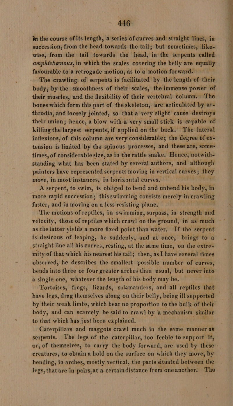in the course ofits length, a series of curves and straight lines, in succession, from the head towards the tail; but sometimes, like- wise, from the tail towards the head, in the serpents called amphisbenous, in which the scales covering the belly are equally favourable to a retrogade motion, as to a motion forward. The crawling of serpents is facilitated by the length of their body, by the smoothness of their scales, the immense power of their muscles, and the flexibility of their vertebral column. The bones which form this part of the skeleton, are articulated by ar- throdia, and loosely jointed, so that a very slight cause destroys their union; hence, a blow witha very small stick is capable of killing the largest serpents, if applied on the back. The lateral inflexions, of this column are very considerable; the degree of ex- tension is limited by the spinous processes, and these are, some- times, of considerable size, as in the rattle snake. Hence, notwith- standing what has been stated by several authors, and although painters have represented serpents moving in vertical curves ; spt move, in most instances, in horizontal curves. A serpent, to swim, is obliged to bend and unbend his body, in more rapid succession; thisswimming consists merely in crawling faster, and in moving on a less resisting plane. | The motions of reptiles, in swimming, surpass, in strength and velocity, those of reptiles which craw! on the ground, in as much as the latter yields a more fixed point than water. If the serpent is desirous of leaping, he suddenly, and at once, brings to a straight line all his curves, resting, at the same time, on the extre- mity of that which his nearest his tail; then, as I have several times observed, he describes the smallest possible number of curves, bends into three or four greater arches than usual, but never into a single one, whatever the length of his body may be. Tortoises, frogs, lizards, salamanders, and all reptiles that have legs, drag themselves along on their belly, being ill supported by their weak limbs, which bear no proportion to the bulk of their body, and can scarcely be said to crawl by a mechanism similar to that which has just been explained. Caterpillars and maggots craw] much in the same manner as serpents. ‘The Jegs of the caterpillar, too feeble to support it, or, of themselves, to carry the body forward, are used by these : creatures, to obtain a hold on the surface on which they move, by bending, in arches, mostly vertical, the parts situated between the legs, that are in pairs,at a certaindistance from oneancther. The