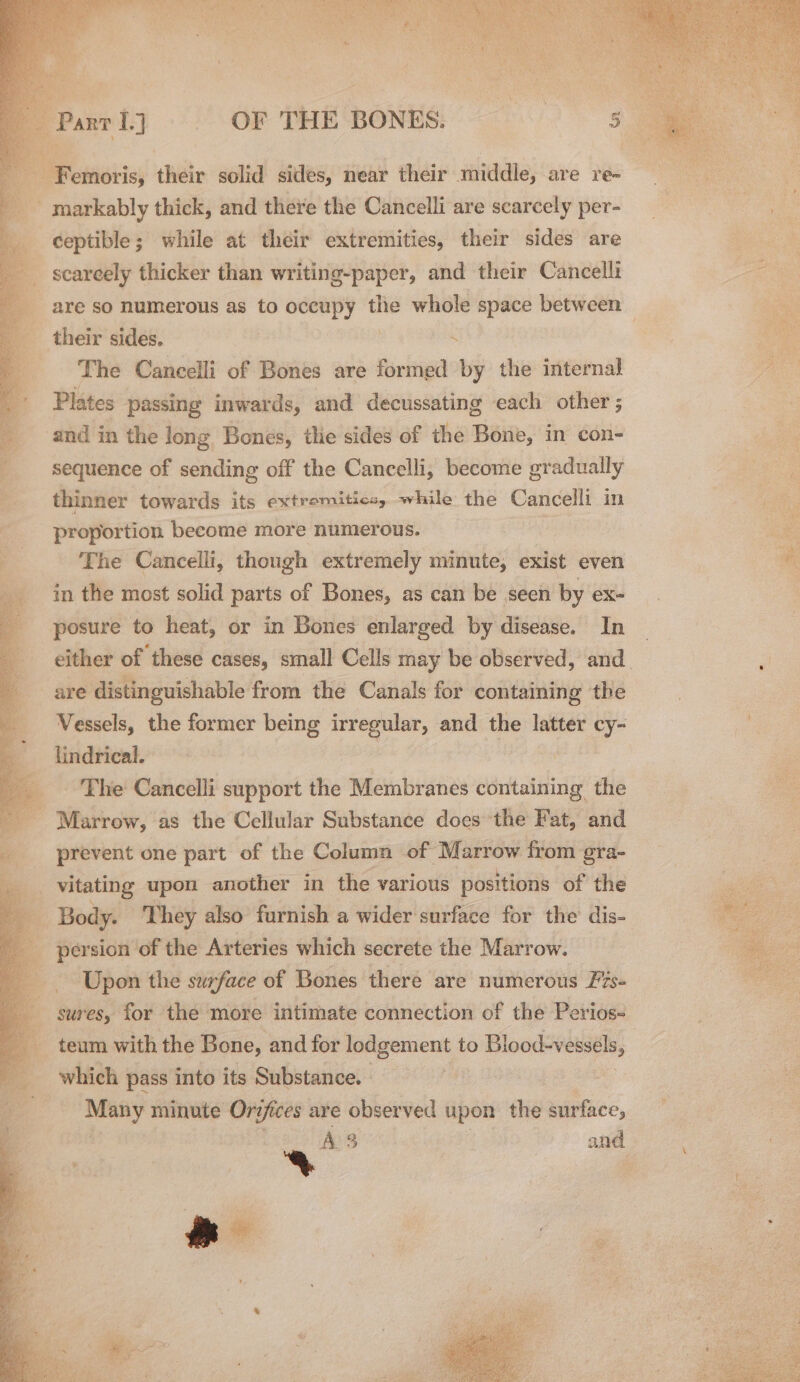 - Femoris, their solid sides, near their middle, are re- _markably thick, and there the Cancelli are scarcely per- ceptible; while at their extremities, their sides are scarcely thicker than writing-paper, and their Cancelli are so numerous as to occupy the whole space between — their sides. , . The Cancelli of Bones are formed by the internal ; Plates passing inwards, and decussating each other ; and in the long Bones, tlie sides of the Bone, in con- sequence of sending off the Cancelli, become gradually thinner towards its extremitics, while the Cancelli in proportion become more numerous. The Cancelli, though extremely minute, exist even in the most solid parts of Bones, as can be seen by ex- posure to heat, or in Bones enlarged by disease. In either of ‘these cases, small Cells may be observed, and are distinguishable from the Canals for containing the Vessels, the former being pila reek and the latter cy- lindrical. _ The Cancelli support the Membranes containing the e Marrow, as the Cellular Substance does the Fat, and prevent one part of the Column of Marrow from gra- “— vitating upon another in the various positions of the Body. They also furnish a wider surface for the dis- persion of the Arteries which secrete the Marrow. Upon the suface of Bones there are numerous Fis- sures, for the more intimate connection of the Perios- teum with the Bone, and for lodgement to Blood-vessels, which pass into its Substance. hcg minute Orz ifices are observed upon the surface, A3 and