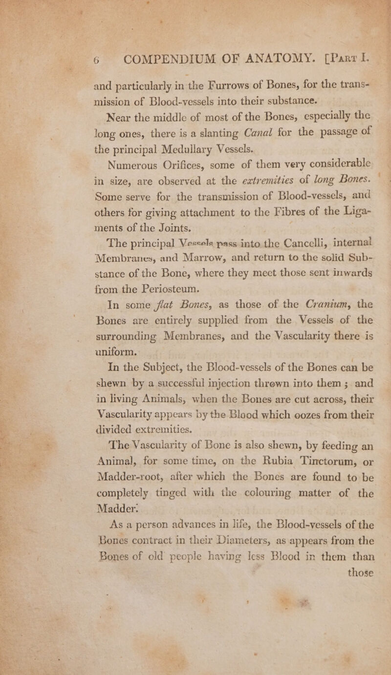 and particularly in the Furrows of Bones, for the trans- mission of Blood-vessels into their substance. Near the middle of most of the Bones, especially the long ones, there is a slanting Canal for the passage of Numerous Orifices, some of them very considerable in size, are observed at the extremities of long Bones. others for giving aftactingnt st to the Fibres of the Liga- ments of the Joints. The principal Vessels pass into the Cancelli, internal Membranes, and Marrow, and return to the solid Sub- stance of the Bone, where they mect those sent inwards from the Periosteum. In some flat Bones, as those of the Cranium, the Bones are entirely supplied from the Vessels of the surrounding Membranes, and the Vascularity there is uniform. : In the Subject, the Blood-vessels of the Bones can be shewn by a successful injection threwn into them ; and in living Animals, when the Bones are cut across, their Vascularity appears by the Blood which oozes from their divided extremities. The Vascularity of Bone is also shewn, by feeding an Animal, for some time, on the Rubia Tinctorum, or Madder-root, after which the Bones are found to be Madder. As a person advances in life, the Blood-vessels of the Bones contract in their Diameters, as appears from the Bones of old people having less Blood in them than | those Yr ; ae ; et