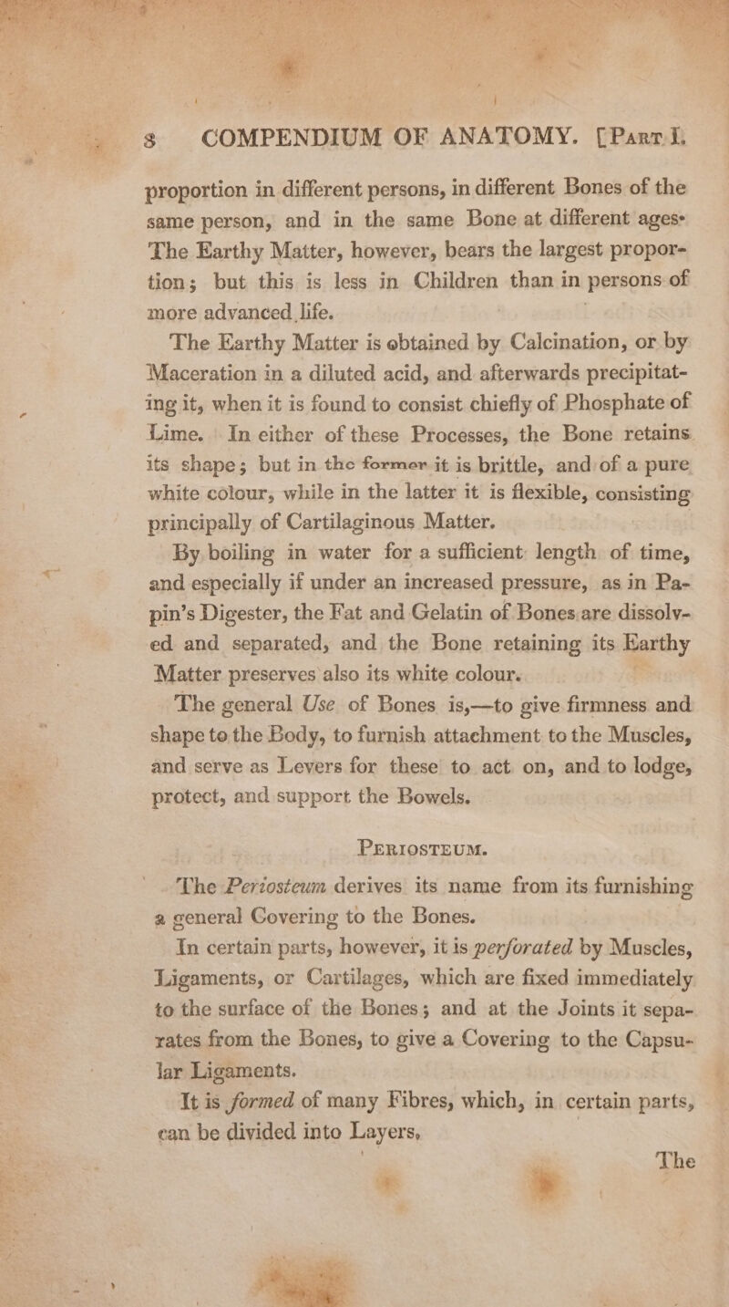 Note “ ~ proportion in different persons, in different Bones of the same person, and in the same Bone at different ages: The Earthy Matter, however, bears the largest propor- tion; but this is less in Children than in Ppesspns of more advanced life. The Earthy Matter is obtained by Calcination, or. by Maceration in a diluted acid, and afterwards precipitat- ing it, when it is found to consist chiefly of Phosphate of its shape; but in the former it is brittle, and of a pure white colour, while in the latter it is flexible, consisting principally of Cartilaginous Matter. By boiling in water for a sufficient: length of time, and especially if under an increased pressure, as in Pa- pin’s Digester, the Fat and Gelatin of Bones.are dissoly- ed and separated, and the Bone retaining its ledty Matter preserves also its white colour. The general Use of Bones is,—to give firmness and shape to the Body, to furnish attachment to the Muscles, and serve as Levers for these to act on, and to lodge, protect, and support the Bowels. PERIOSTEUM. The Periosteum derives its name from its furnishing a general Govering to the Bones. Tn certain parts, however, it is perforated by Muscles, Ligaments, or Cartilages, which are fixed immediately to the surface of the Bones; and at the Joints it sepa- rates from the Bones, to give a Covering to the Capsu- lar Ligaments. It is formed of many Fibres, which, in certain parts, ean be divided into Layers, | . + The