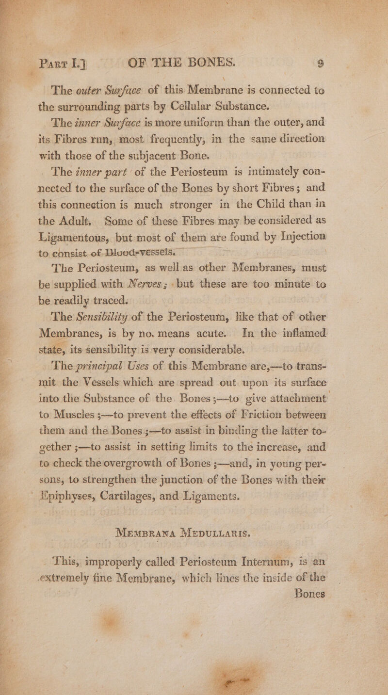 ee Hae Moke 1 eae —— sha eS ey a See PER, Aiea ge Aa = pg ORE Renta BY iF avers < 4 ire DA Hes RP Sis | Parr Lj OF THE BONES. | 9 The outer Suzface of this elias’ is connected to the surrounding parts by Cellular Substance. The znner Surface is more uniform than the outer, and its Fibres run, most frequently, in the same direction with those of the subjacent Bone. _ The inner part of the Periosteum is intimately coa- nected to the surface of the Bones by short Fibres; and this connection is much stronger in the Child than in the Adult, Some of these Fibres may be considered as Ligamentous, but most of them are found by aot The Periosteum, as well as other area must be supplied with Nerves; - but these are too minute to be readily traced. The Sensibility of the Periosteum, like that of sees Pagersnes, | is by no. means acute. In the inflamed state, its sensibility is very considerable. . The principal Uses of this Membrane are,—to trans- into the Substance of the Bones ;—to give attachment to Muscles ;—to prevent the effects of Friction between them and the Bones ;—to assist in binding the latter to- gether ;—to assist in setting limits to the increase, and to check the overgrowth of Bones ;—and, in young per- sons, to strengthen the junction of the Bones with thew MeEmBrana MepuLianis. _ This, improperly called Periosteum Internum, is an eeney fine Membrane, which lines the inside of the ! Bones Petey 3 : ee: