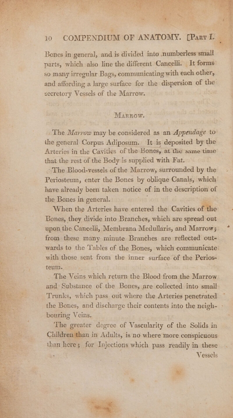 Bones in general, and is divided fabs numberless small parts, which also line the different ‘Cancelli. It forms so many irregular Bags, communicating with each other, — and affording a large surface for the dispersion of the secretory Vessels of the Marrow. Marrow. » The Marrow may be considered as an Appendage to the general Corpus Adiposum. It is deposited by the Arteries in the Cavities of the Bones, at the same time that the rest of the Body is supplied with Fat. - The Blood-vessels of the Marrow, surrounded by the Periosteum, enter the Bones by oblique Canals, which have already been taken notice of in the Ragin of the Bones in general. . pags tal When the Arteries have entered the Grerisies ofthe: Bones, they divide into Branches, which are spread out upon the Cancelli, Membrana Medullaris, and Marrow; from these many minute Branches are reflected out- wards to the Tables of the Bones, which communicate: with those sent from the inner suntave of the Perios- teum. : | The Veins which return the Blood from the Marrow and‘ Substance of the Bones, are collected into small Trunks, which pass out where the Arteries penetrated _the Bones, and discharge their contents into the neigh- _ bouring Veins. The ae degree of Vascularity of the Solids in Children than in Adults, is no where more conspicuous: Vessels a: