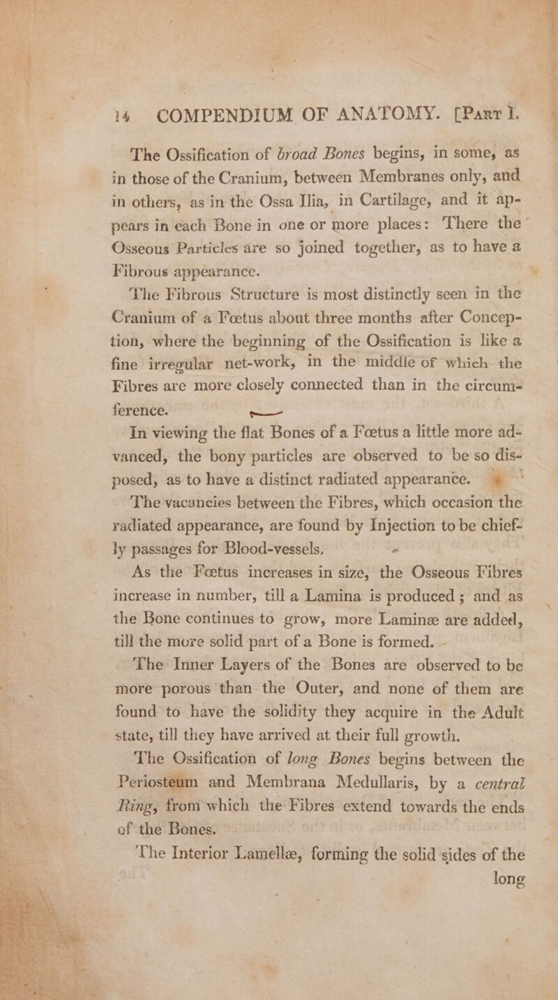 The Ossification of broad Bones begins, in some, as in those of the Cranium, between Membranes only, and in others, as in the Ossa Ilia, in Cartilage, and it ap- Osseous Particles are so joined together, as to have a Fibrous appearance. The Fibrous Structure is most distinctly seen in the Cranium of a Foetus about three months after Concep- tion, where the beginning of the Ossification is like a fine irregular net-work, in the middle of which the Fibres are more closely connected than in the circum- ference. — In viewing the flat Bones of a Foetus a little more ad- vanced, the bony particles are observed to be so dis- posed, as to have a distinct radiated appearance. 4’ The vacancies between the Fibres, which occasion the radiated appearance, are found by Injection to be chief- ly passages for Blood-vessels, - As the Foetus increases in size, the Osseous Fibres increase in number, till a Lamina is produced ; and as the Bone continues to grow, more Lamine are added, till the more solid part of a Bone is formed. The Inner Layers of the Bones are observed to be more porous than the Outer, and none of them are found to have the solidity they acquire in the Adult state, till they have arrived at their full growth. The Ossification of long Bones begins between the Periosteum and Membrana Medullaris, by a central Ring, from which the edi extend towards the ends of the Bones. The Interior Lamellee, forming the solid sides of the