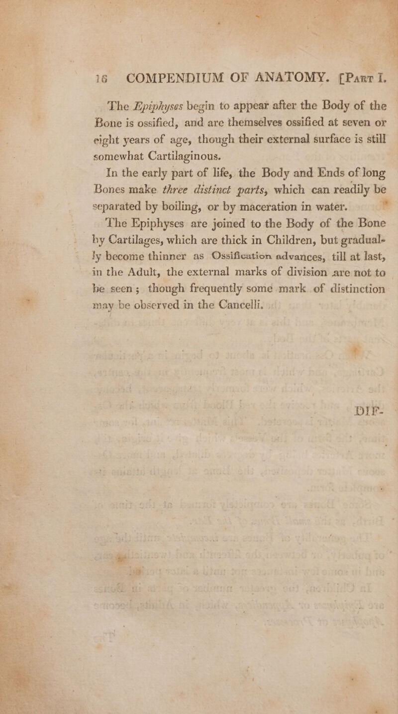 The Epiphyses begin to appear after the Body of the Bone is ossified, and are themselves ossified at seven or eight years of age, though their external surface is still somewhat Cartilaginous. In the early part of life, the Body and Ends of long Bones make three distinct parts, which can readily be separated by boiling, or by maceration in water. * ‘The Epiphyses are joined to the Body of the Bone hy Cartilages, which are thick in Children, but gradual- ly become thinner as Ossification advances, till at last, in the Adult, the external marks of division are not ta — ) be seen; though frequently some mark of distinction’ a may be observed in the Cancelli. DIk-
