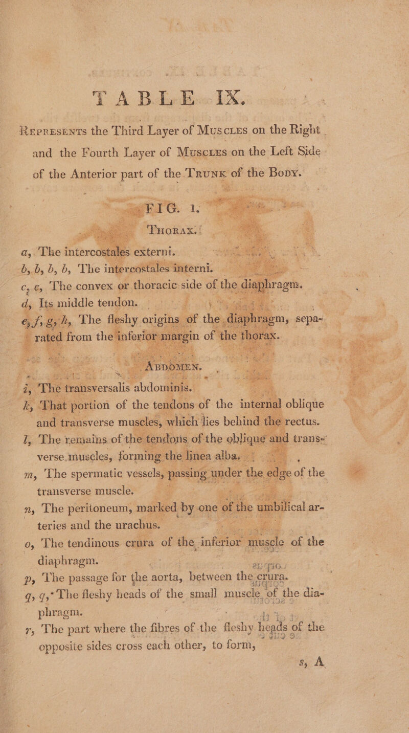 TABLEWIX, ke ee , : REPRESENTS the Third oe of Mus CLES ¢ on the Bight, and the Fourth Layer of Muscres on the Left Side of : ae Bovy. “ of the Anterior part of the Trung a,. The inter 1D &gt; b; 6, The Cy Gy, The convex. middle ten My The BAS vessel transverse muscle. my The cogs ng a 0, The ‘aden crt a of the B dinphrege ee ese = age ae , Py The passage for the ere TWerheck: the erura. | q 75° The fleshy heads of the small muscle, of the dia- DD de ie phragm. ; Pe aa oo : a bl : ii te ty 7, The part where the fibres of. the Goch hey ids is of the opposite sides cross each other, to form, — s, A. ee